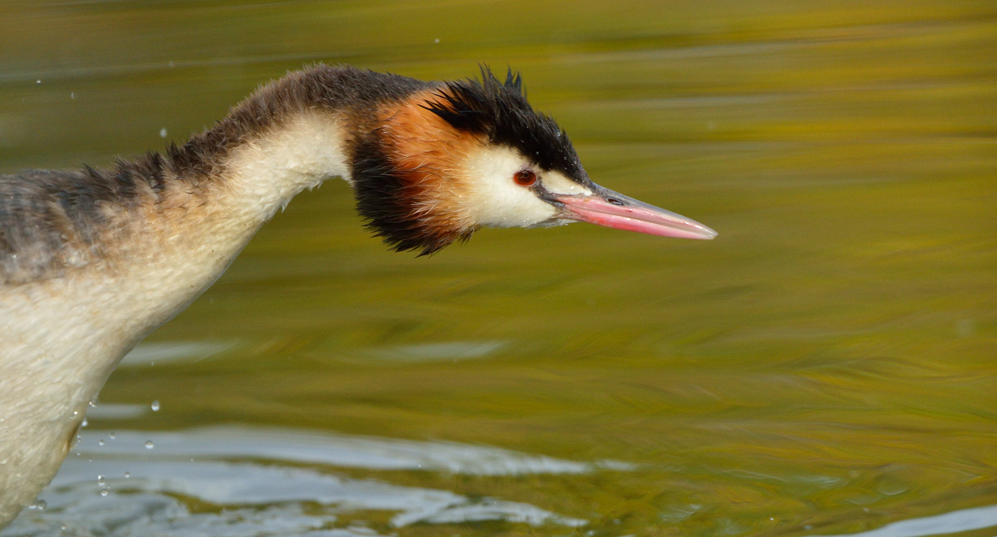 Nikon D600 + Nikon AF-S Nikkor 500mm F4G ED VR sample photo. Fuut photography
