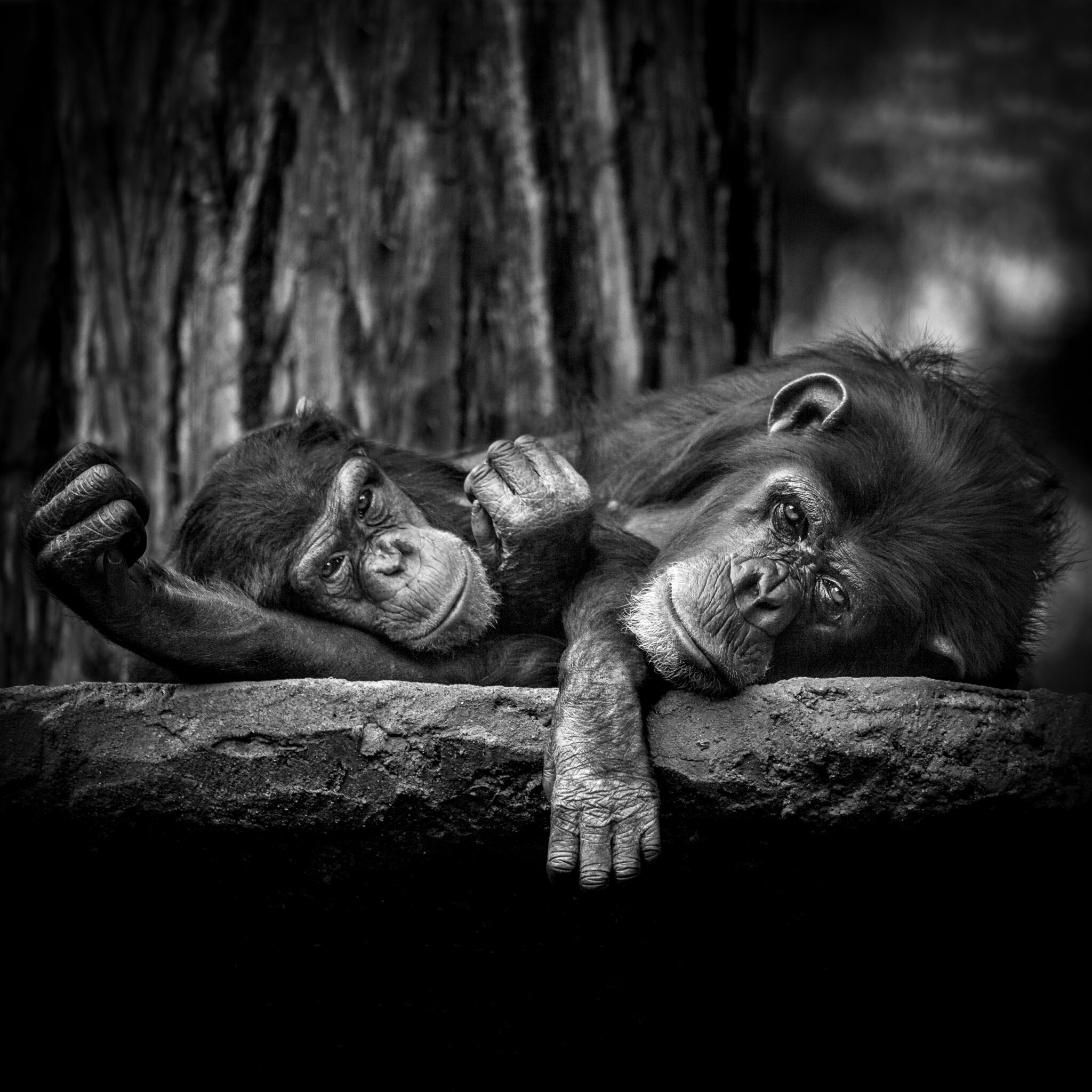 Canon EF 100-400mm F4.5-5.6L IS USM sample photo. Resting monkeys photography