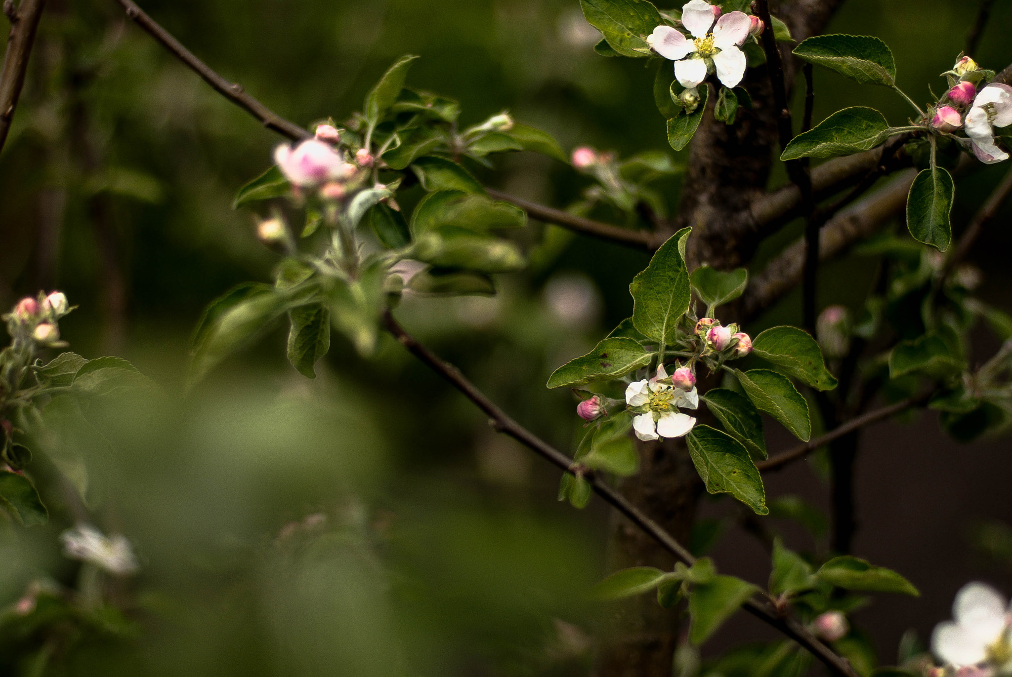 Nikon D80 + Nikon AF Nikkor 50mm F1.4D sample photo. Ul photography