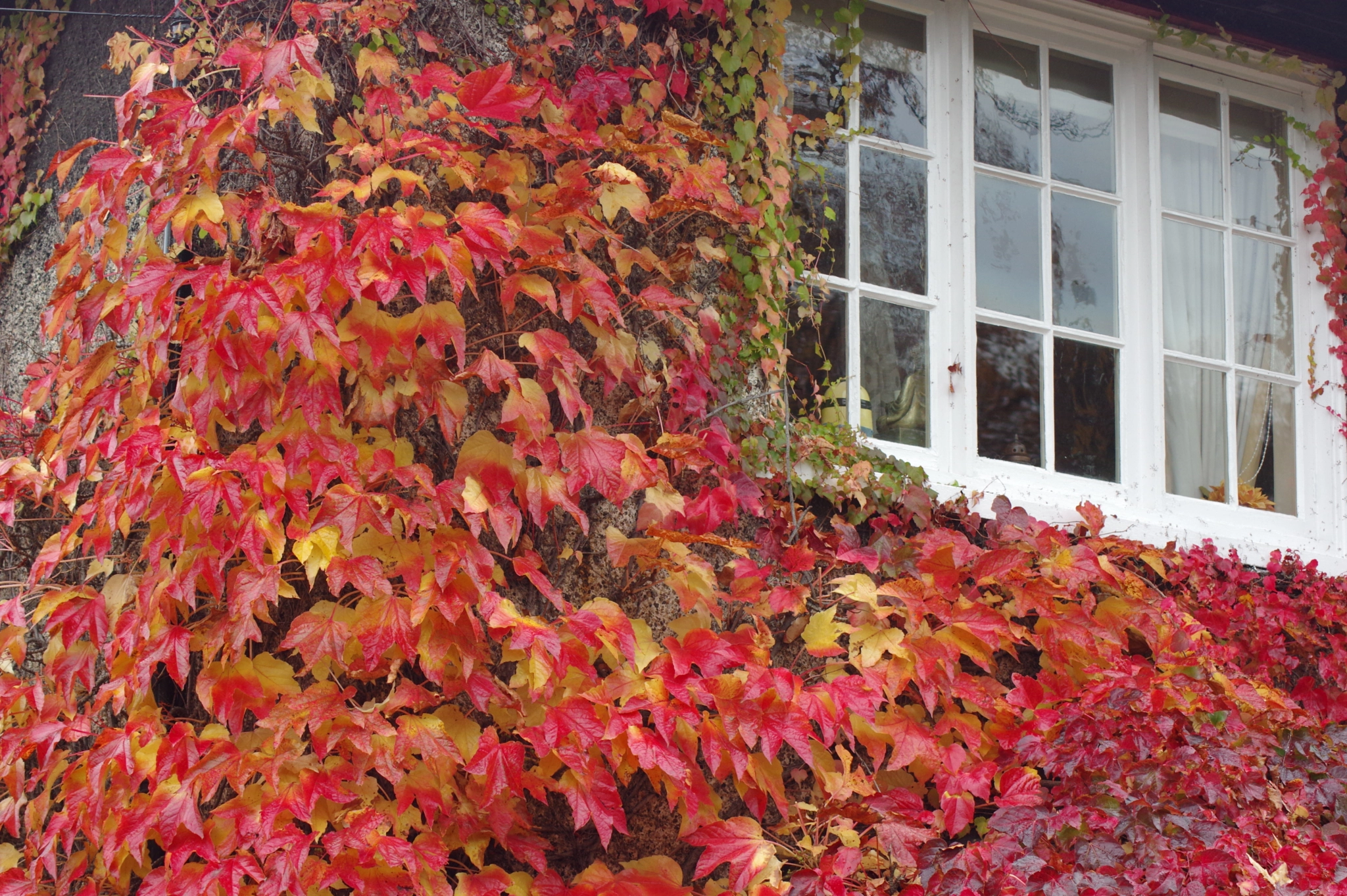 Tamron AF 70-300mm F4-5.6 Di LD Macro sample photo. Autumn  leaves photography
