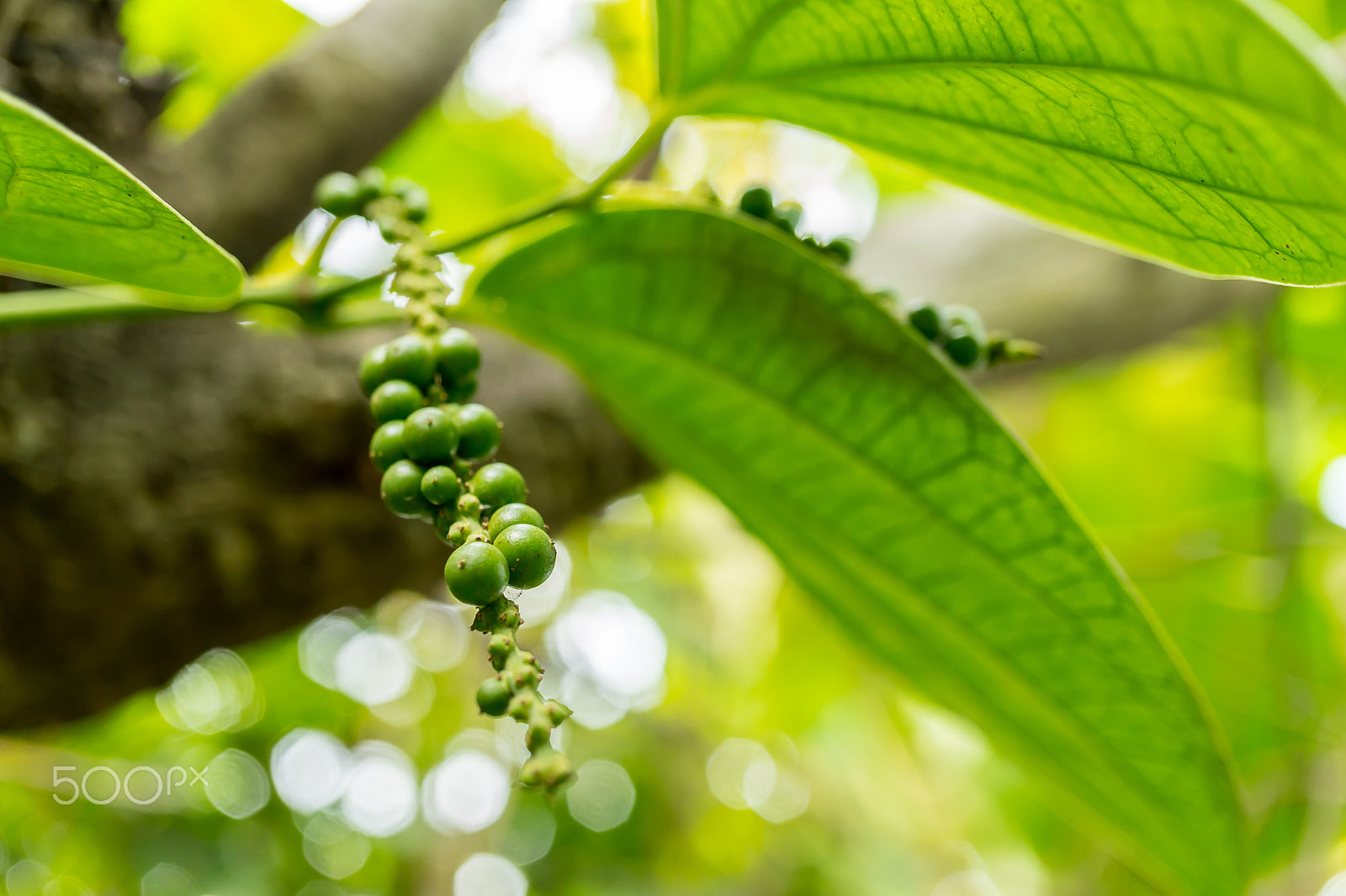 Sony a6300 + Sony E 30mm F3.5 Macro sample photo. Pepper tree in the garden at thailand photography