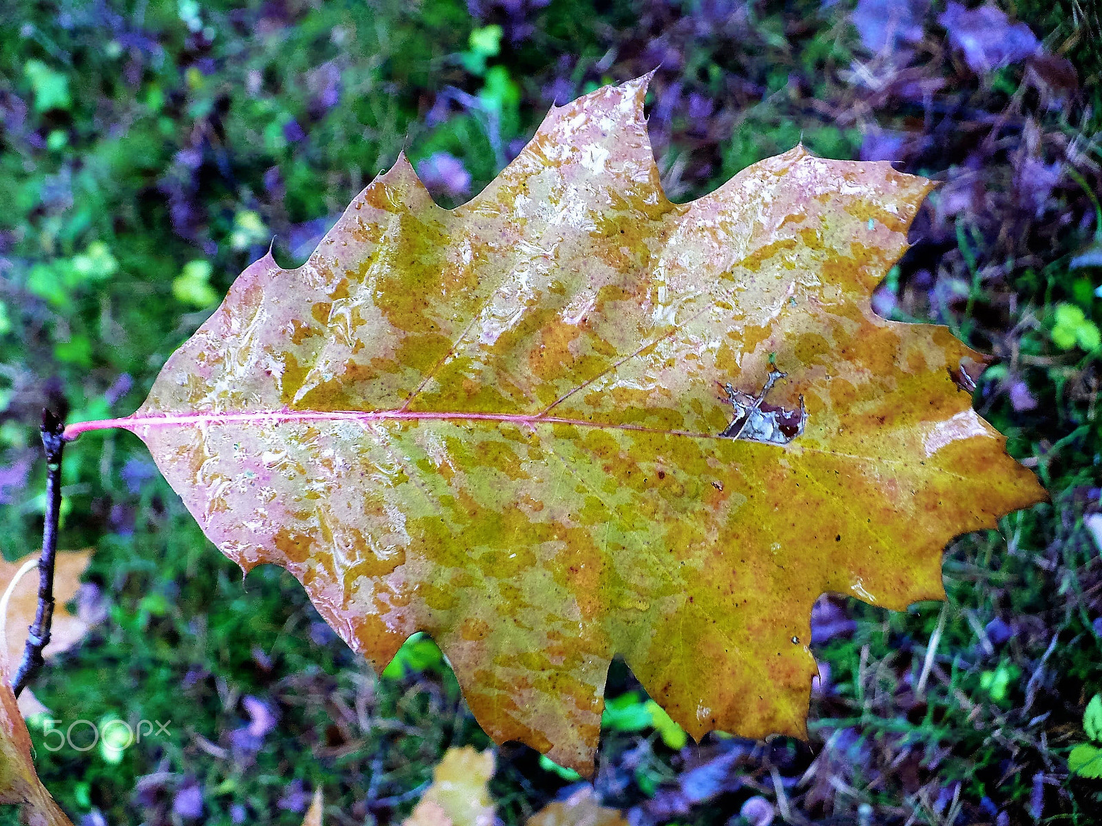 Panasonic DMC-LZ7 sample photo. Maple leaf on a branch photography