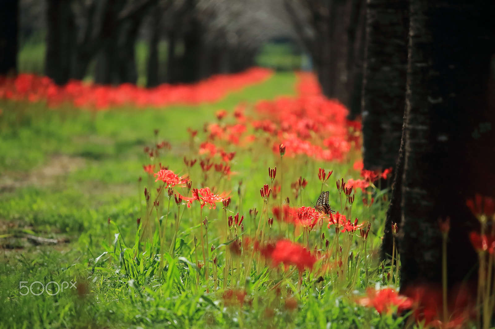 Canon EOS 700D (EOS Rebel T5i / EOS Kiss X7i) sample photo. Lilies and swallowtale photography