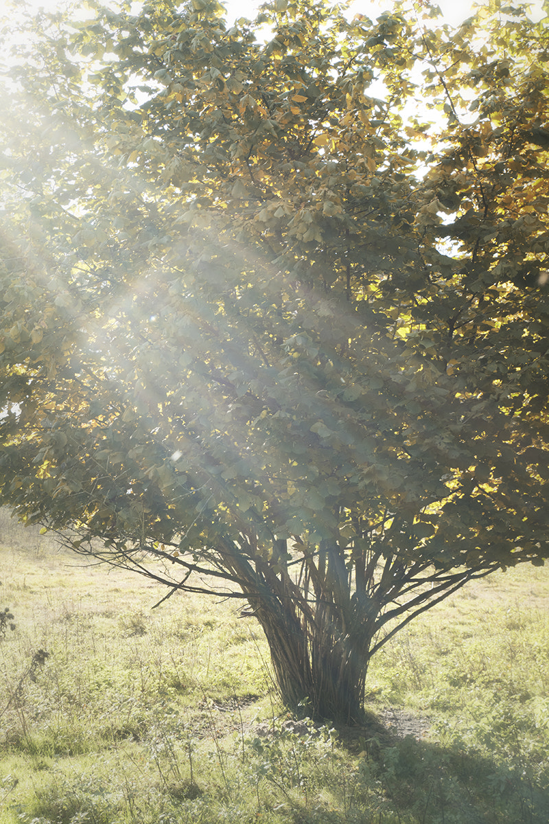 Olympus PEN-F sample photo. The autumn light ... photography