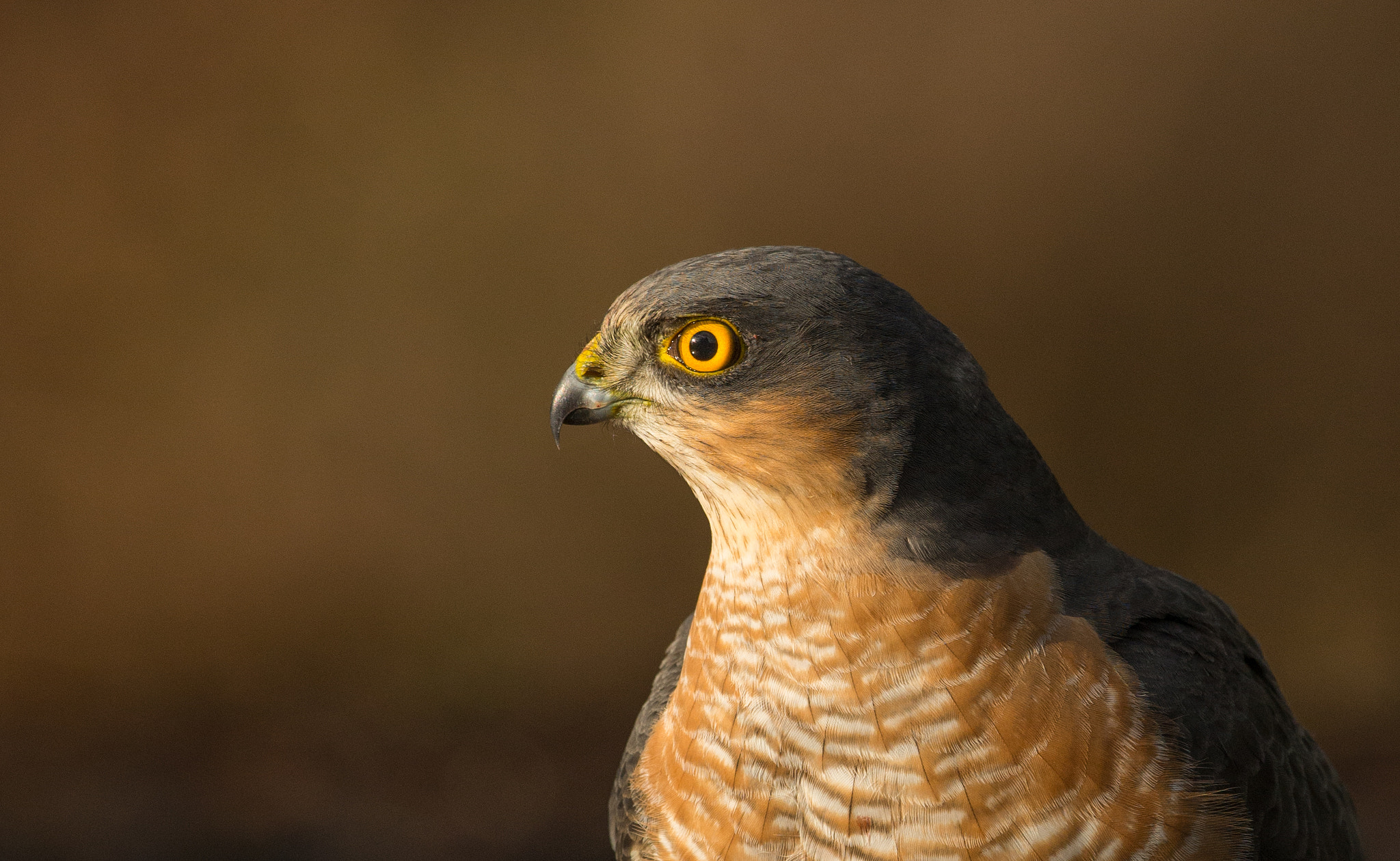 Nikon D600 + Nikon AF-S Nikkor 500mm F4G ED VR sample photo. Sperwer in great light! photography
