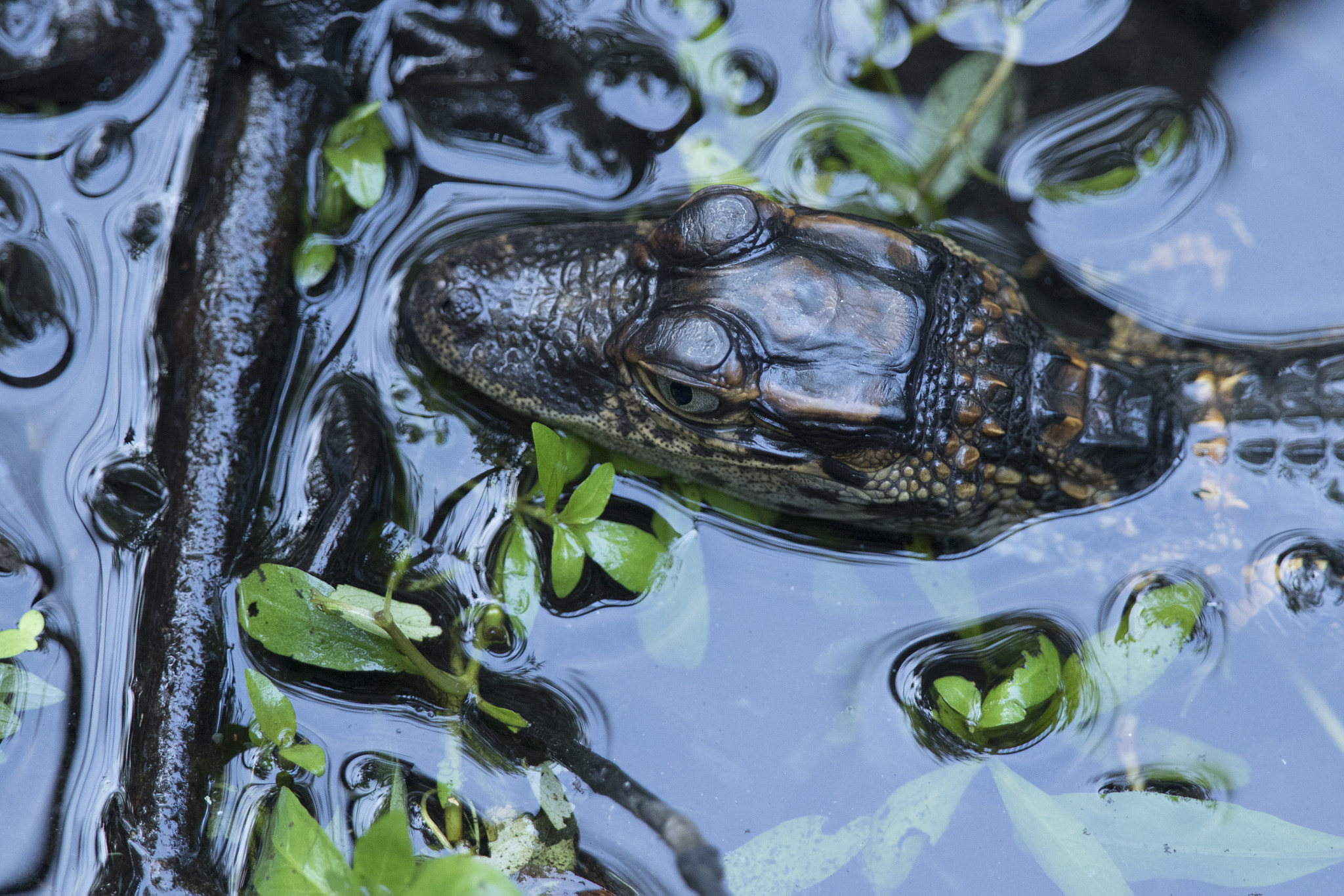 Canon EOS 7D Mark II sample photo. Baby alligator up close photography