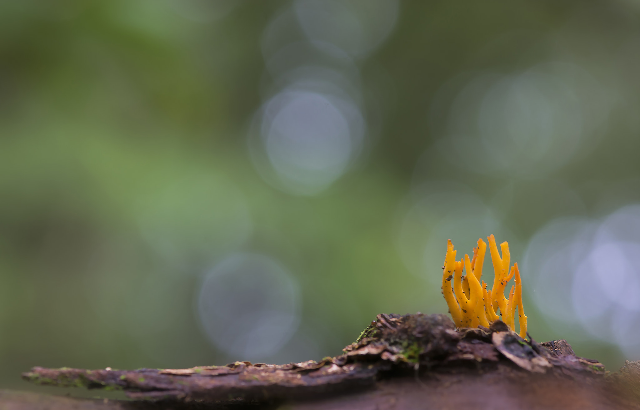 Nikon AF-S Micro-Nikkor 105mm F2.8G IF-ED VR sample photo. Ramaria formosa photography