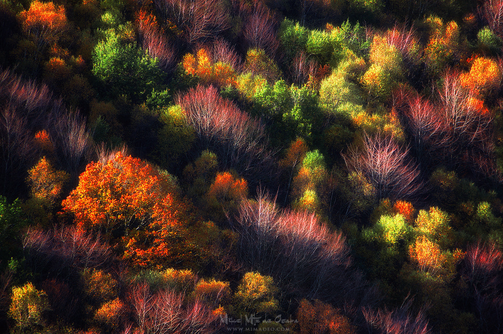 Sony E 18-200mm F3.5-6.3 OSS sample photo. Autumn palette photography