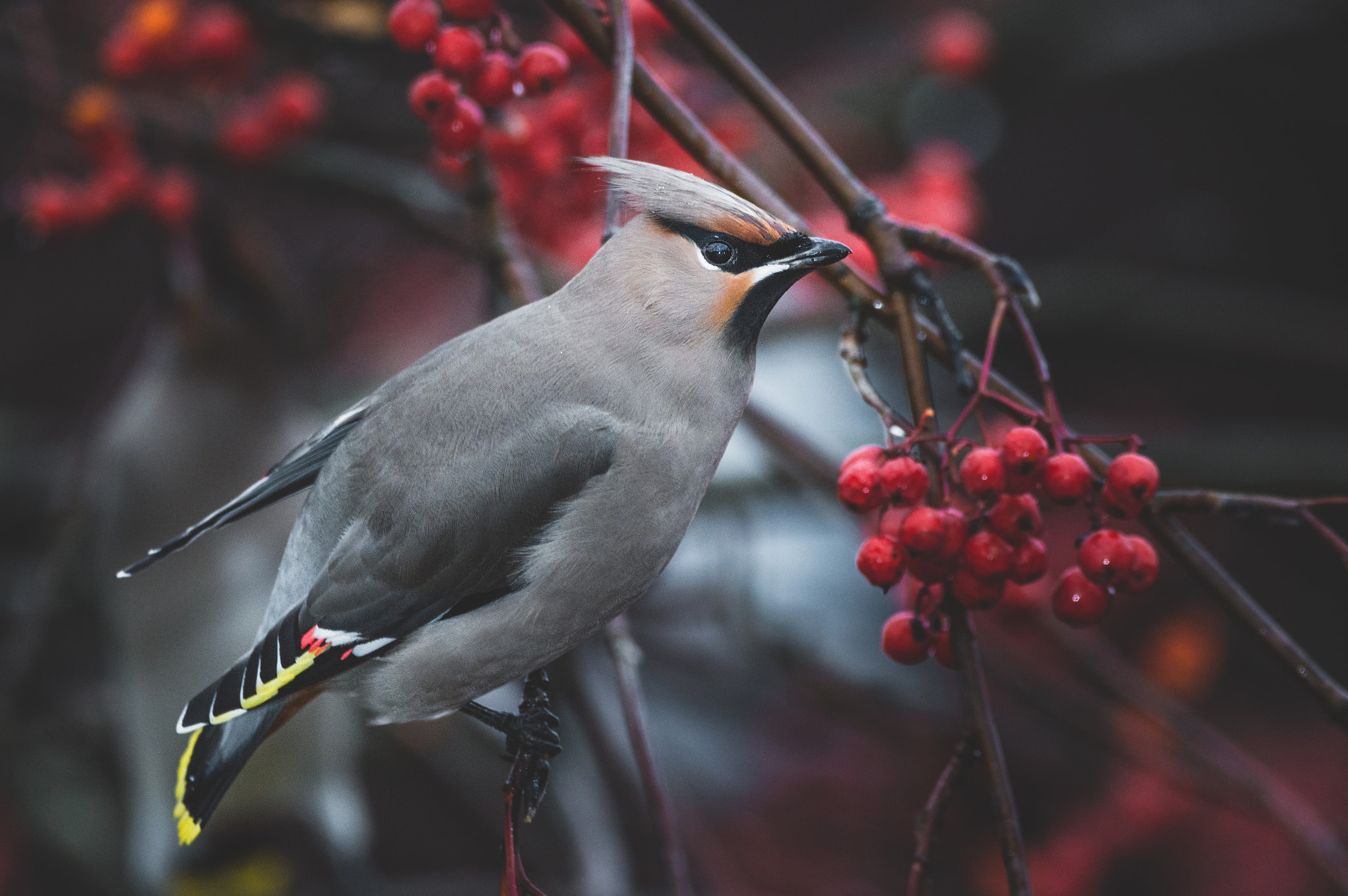 Sigma 150-600mm F5-6.3 DG OS HSM | C sample photo. Eurasian waxwing in the rain photography