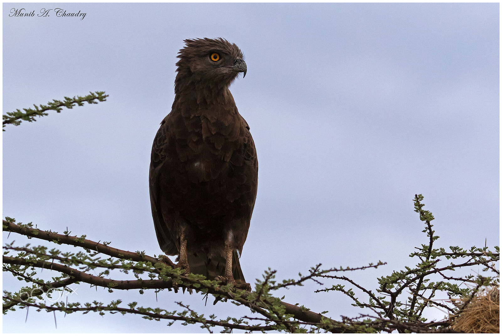 Canon EOS 7D Mark II + Canon EF 200-400mm F4L IS USM Extender 1.4x sample photo. The brown raptor! photography
