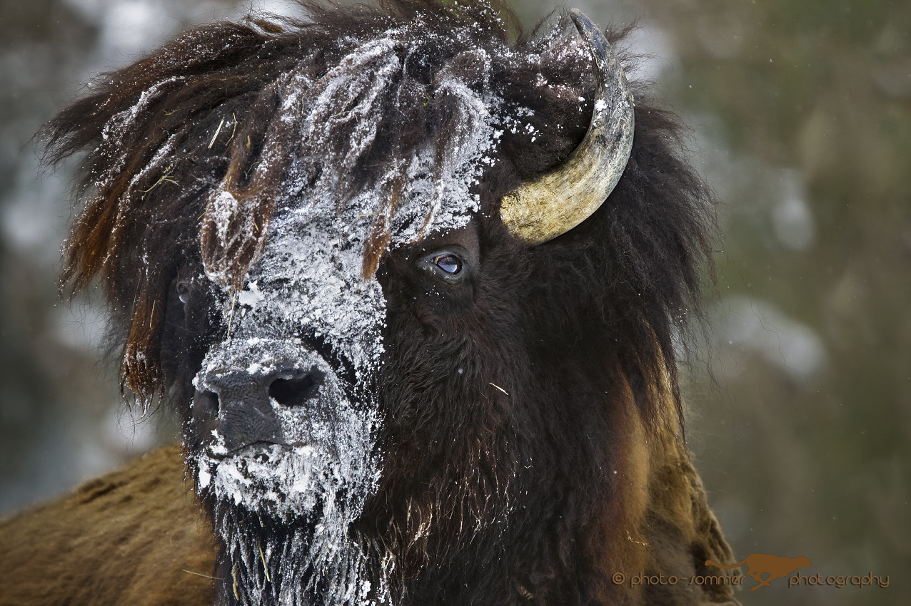 Canon EF 300mm F2.8L IS USM sample photo. Bison photography