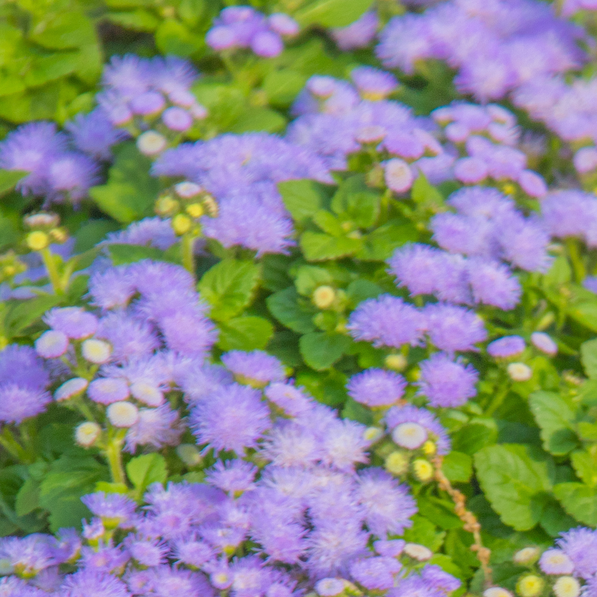 Canon EOS 750D (EOS Rebel T6i / EOS Kiss X8i) sample photo. Periwinkle blue alyssum: photo impression photography