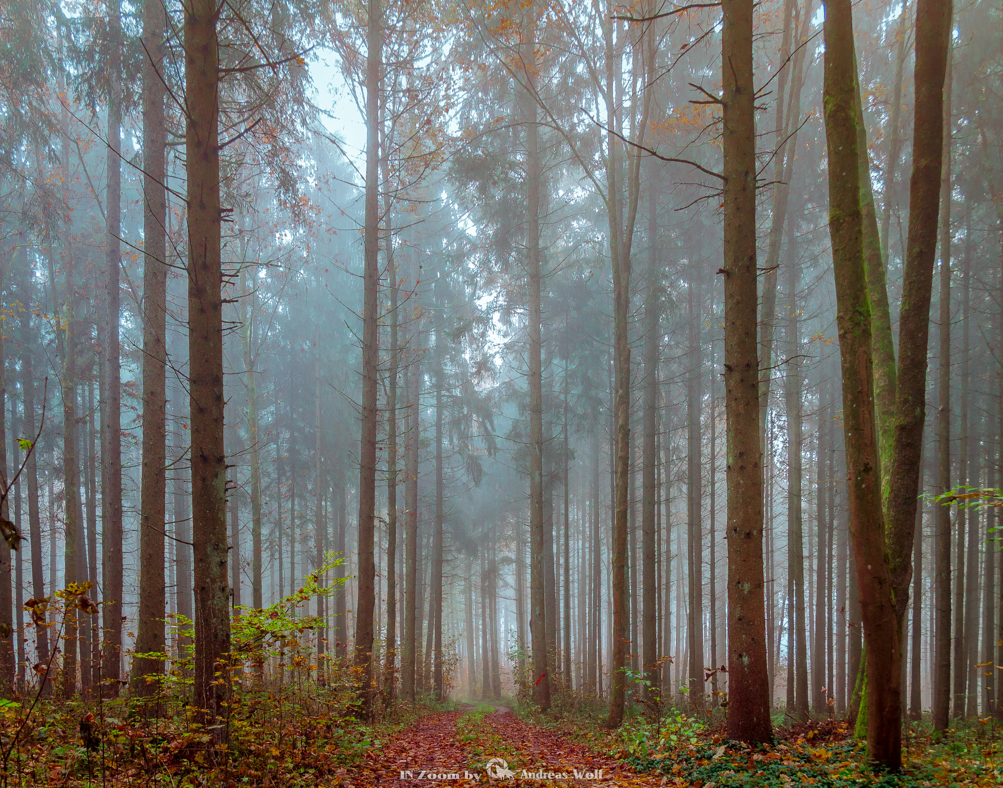 Canon EF-S 17-55mm F2.8 IS USM sample photo. Wald und nebel 2 photography