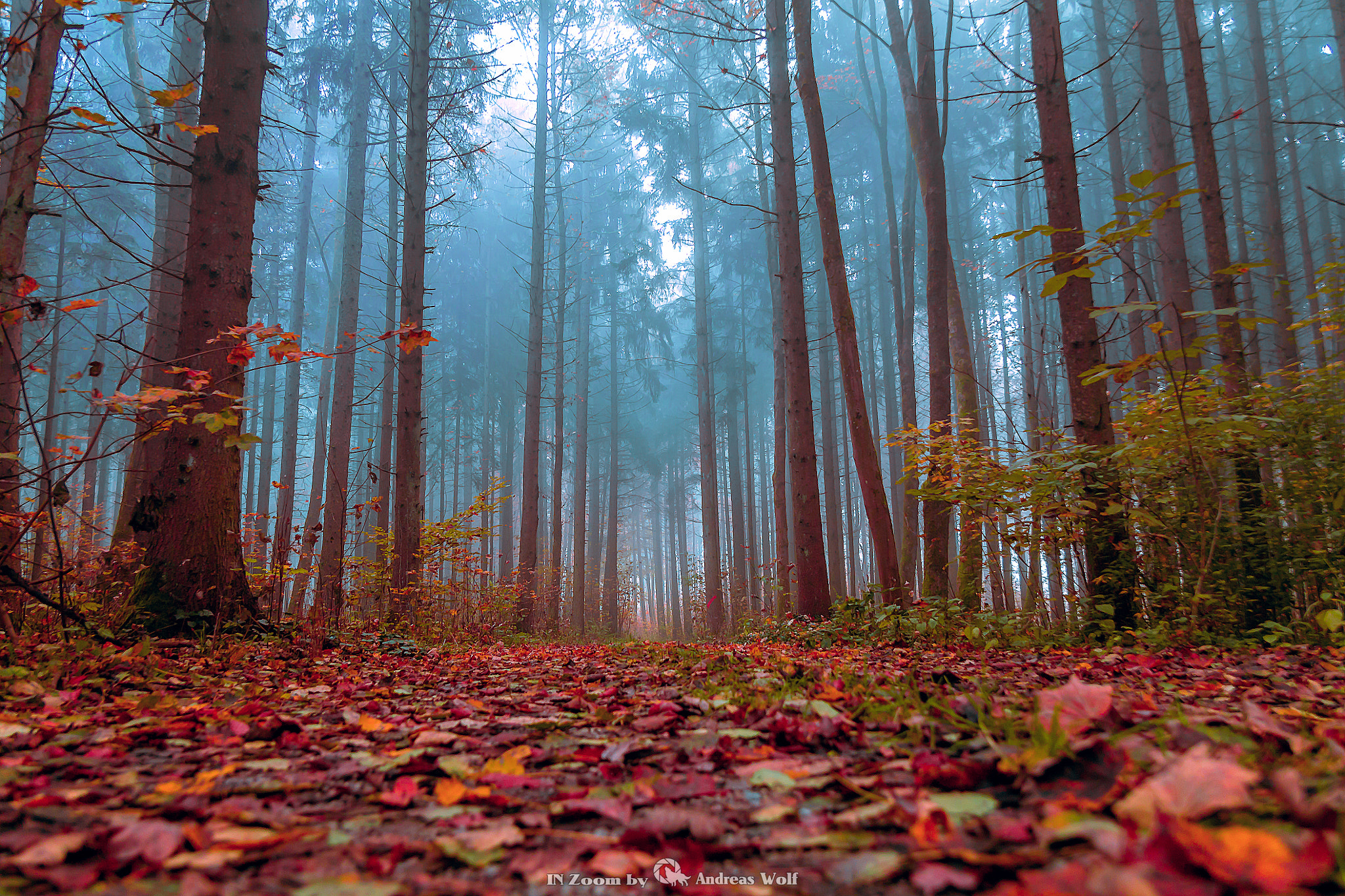 Canon EF-S 17-55mm F2.8 IS USM sample photo. Wald und nebel photography