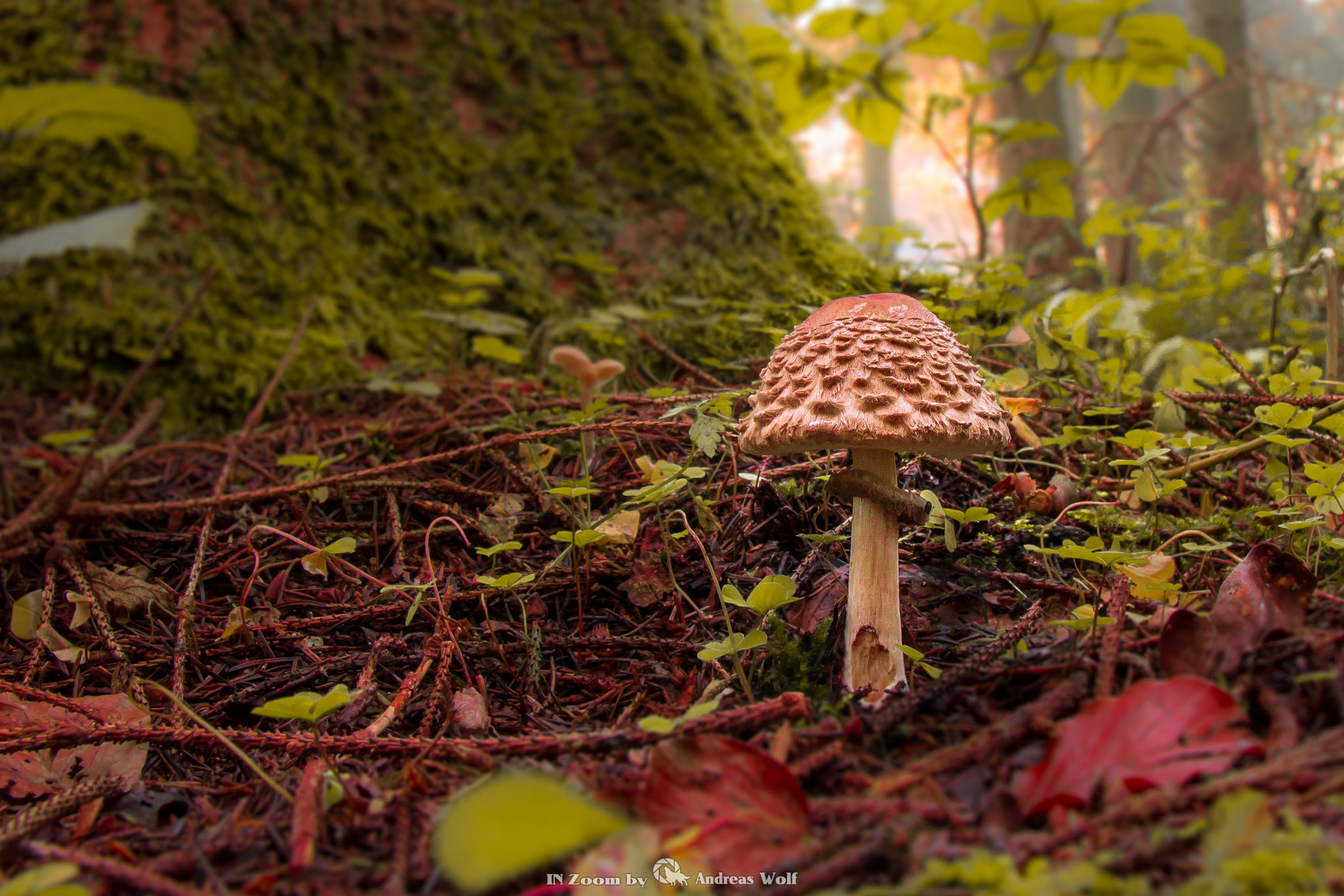 Canon EF-S 17-55mm F2.8 IS USM sample photo. Wald und pilz photography