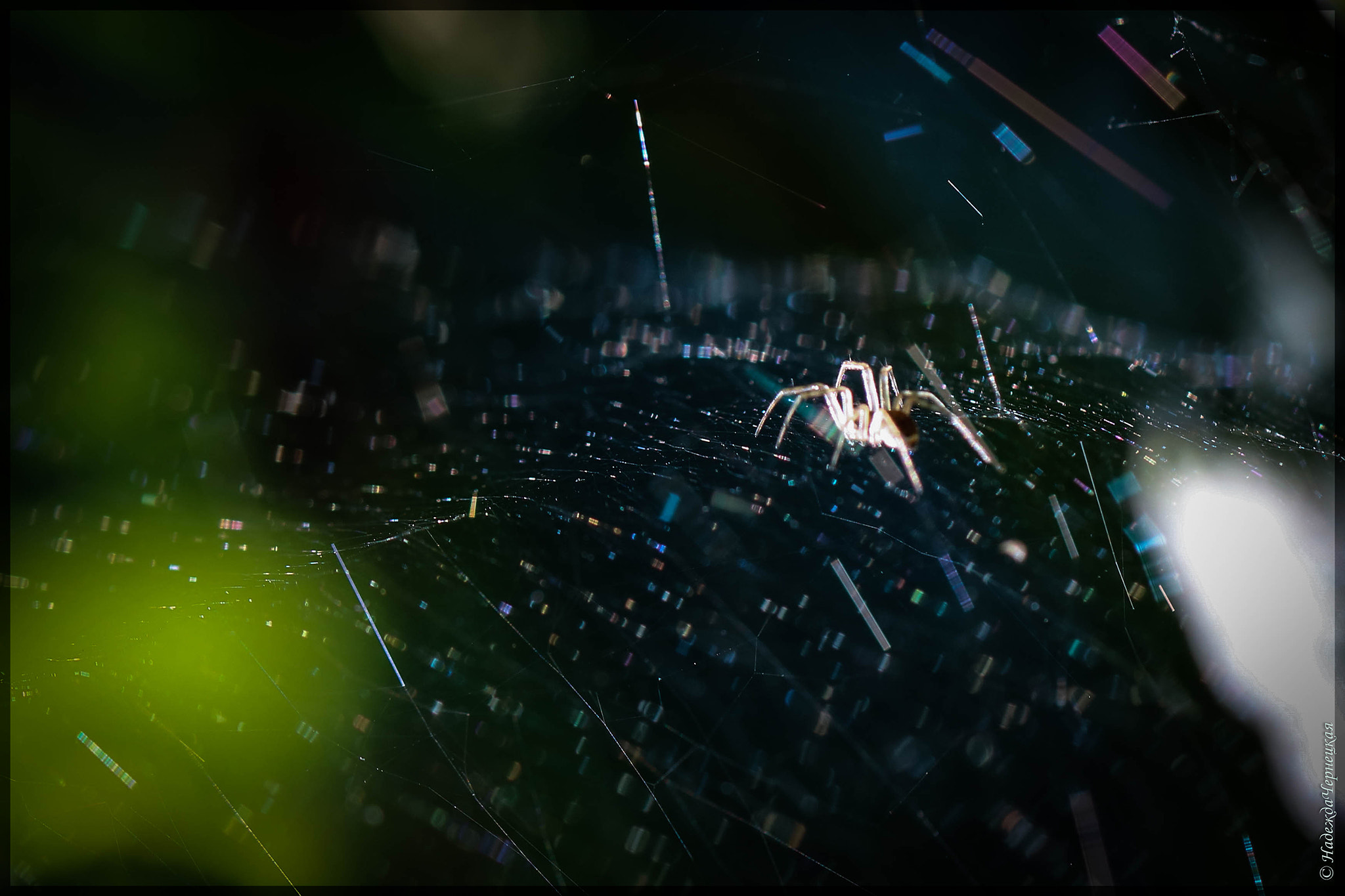 Canon EF 100mm F2.8L Macro IS USM sample photo. Отправляясь в путь дальний... spider on the go photography