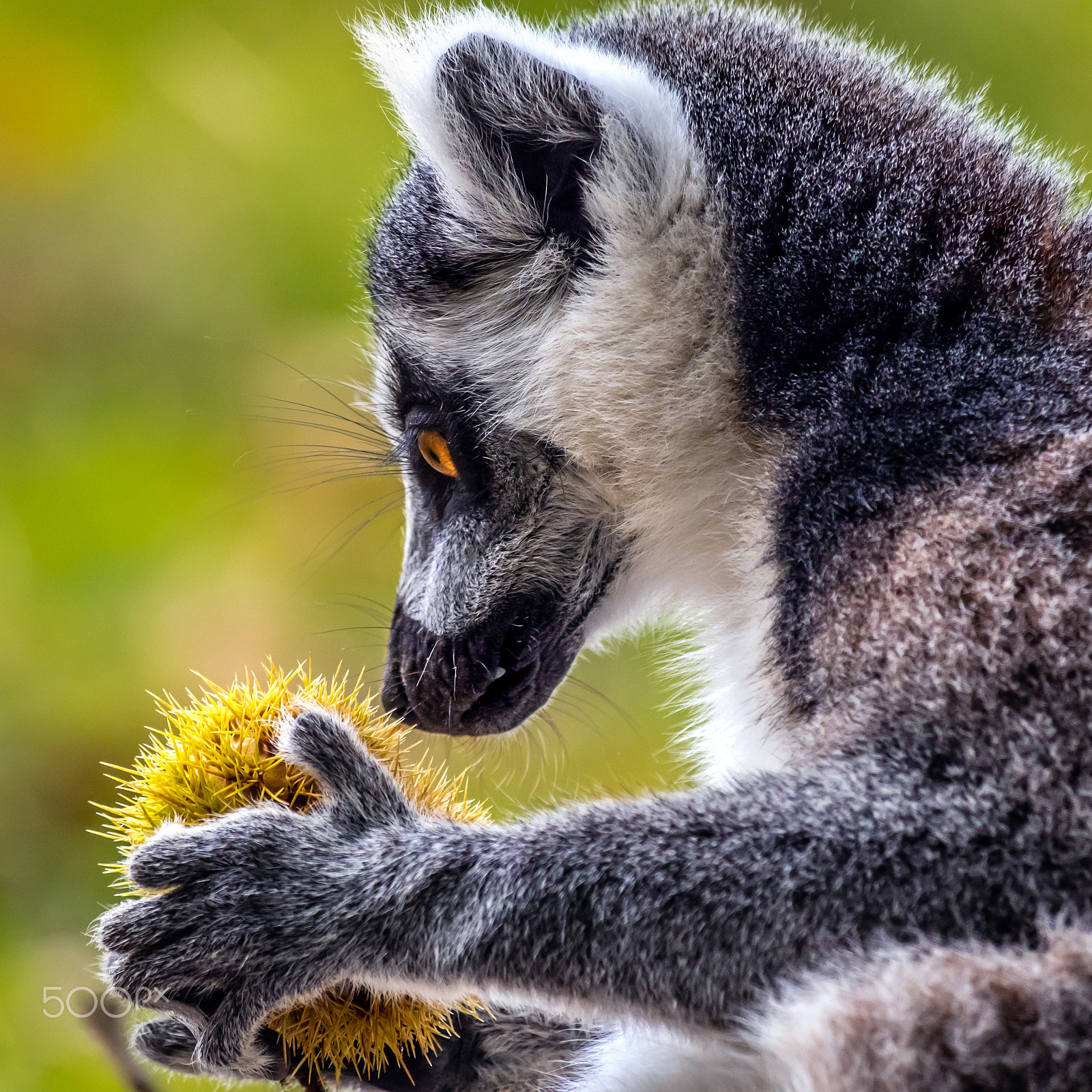 Olympus OM-D E-M5 II sample photo. Lemur with sweet chestnut photography