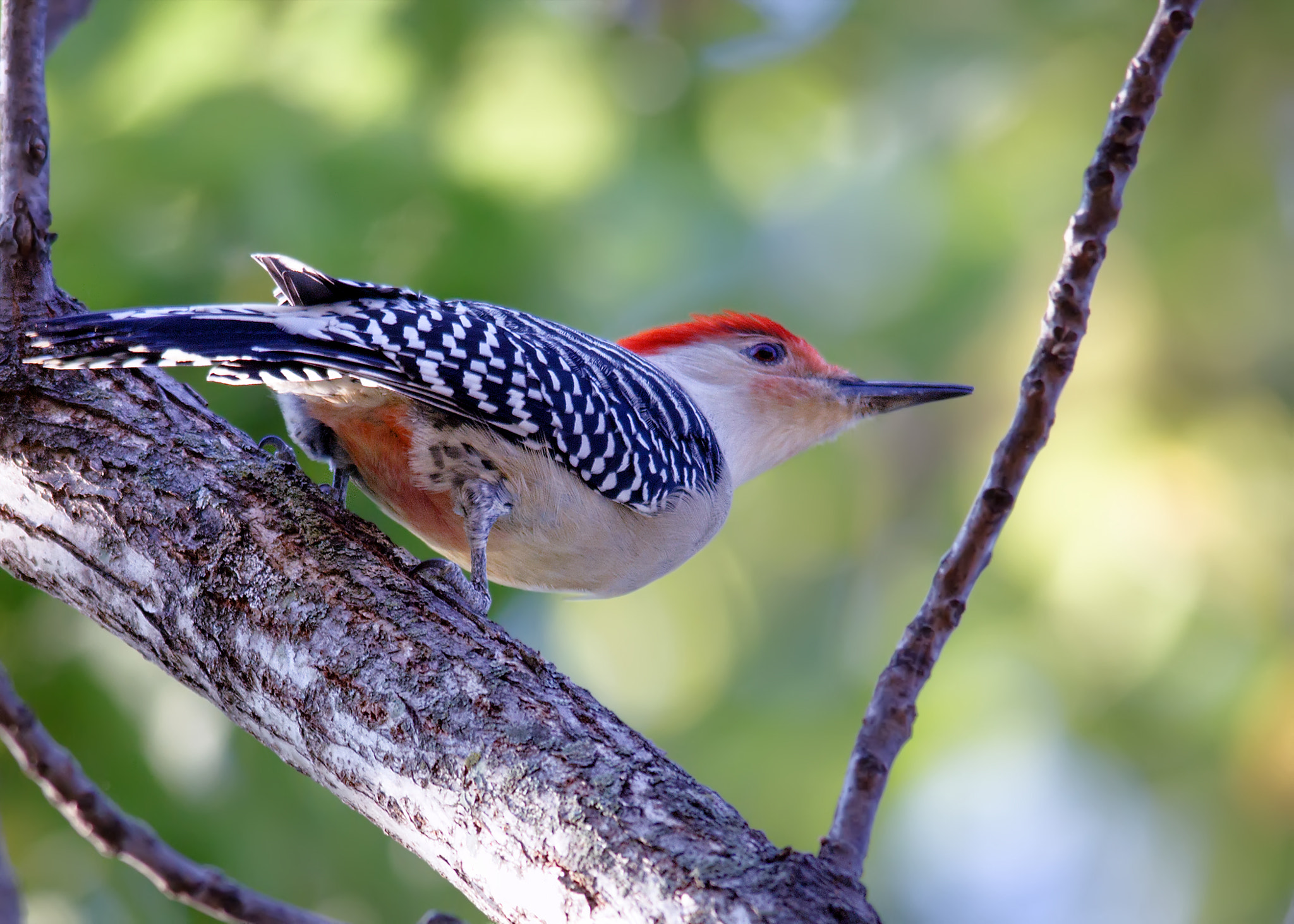 Sigma 150-500mm F5-6.3 DG OS HSM sample photo. Red-bellied woodpecker photography