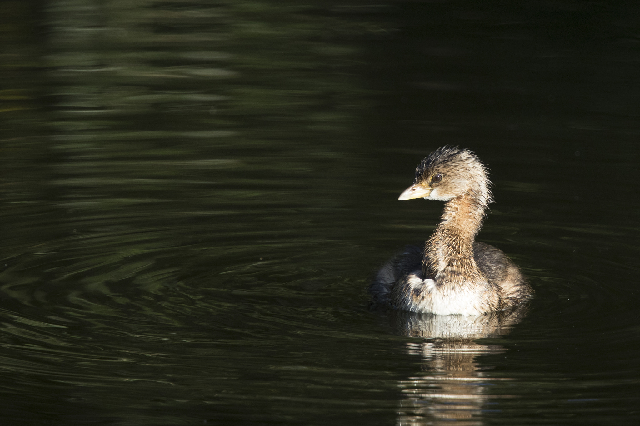 Canon EOS 7D Mark II sample photo. Pied-billed grebe photography
