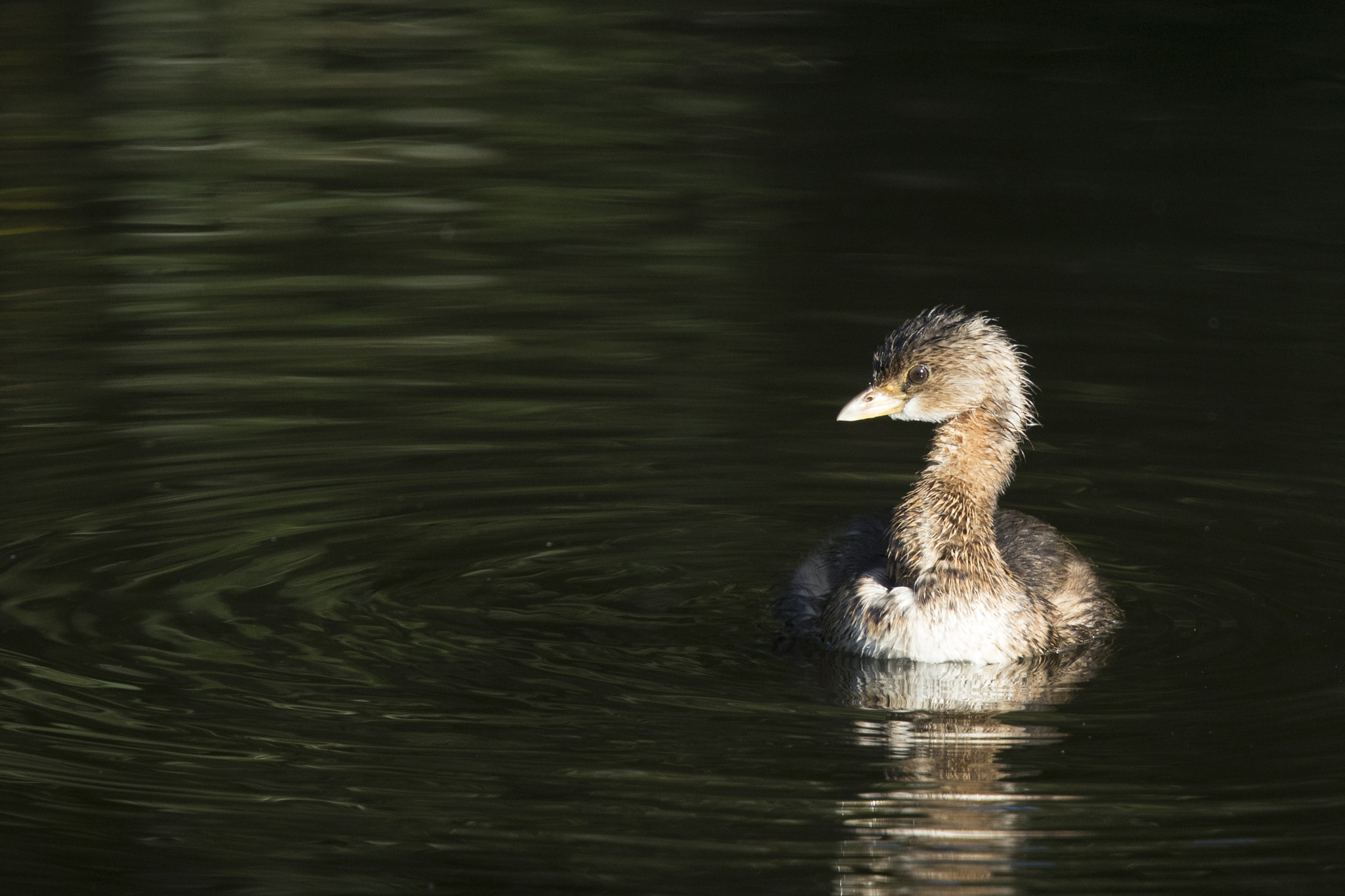 Canon EF 300mm F2.8L IS II USM sample photo. Pied-billed grebe photography