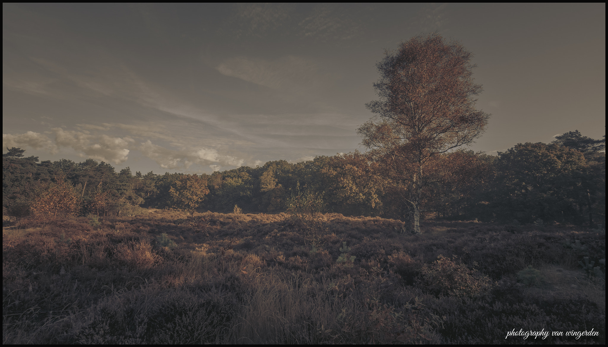 Panasonic Lumix G Vario 7-14mm F4 ASPH sample photo. Forest photography
