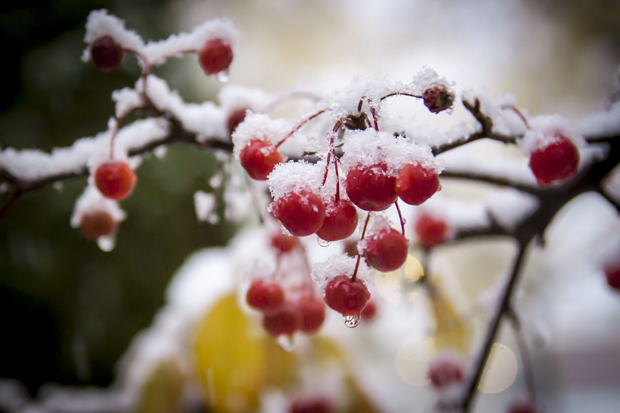 Canon EOS 500D (EOS Rebel T1i / EOS Kiss X3) sample photo. Flakes over red photography