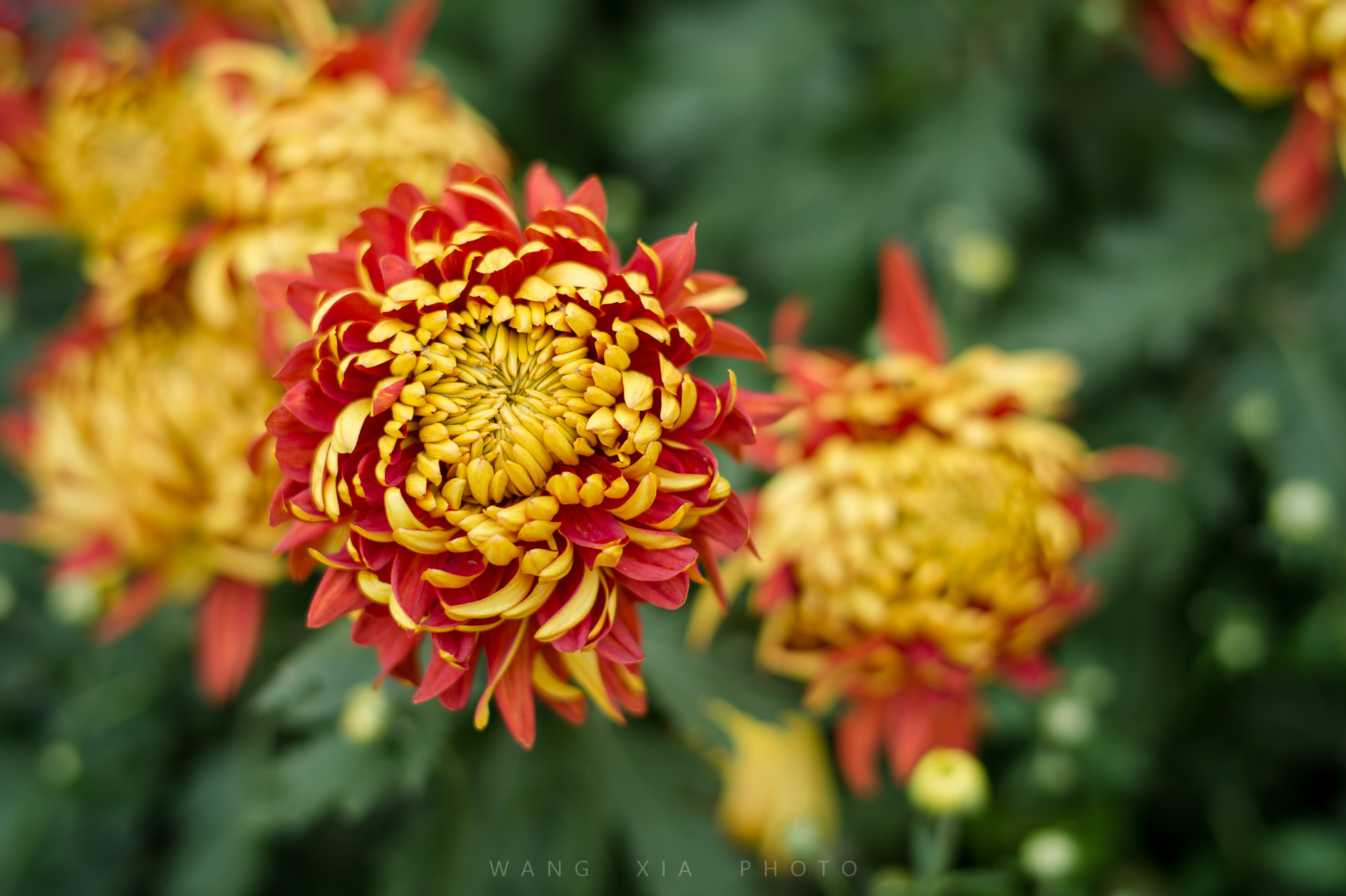 Nikon AF-S Nikkor 58mm F1.4G sample photo