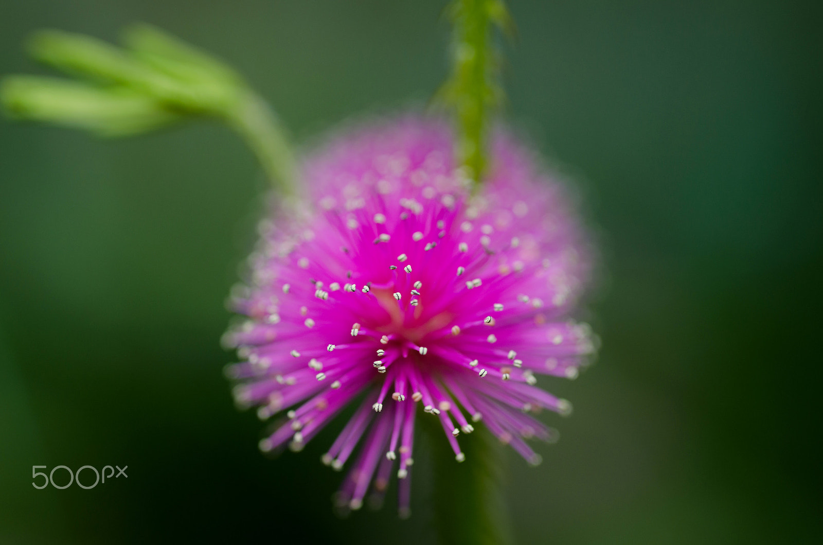 Nikon D7000 + Nikon AF Micro-Nikkor 60mm F2.8D sample photo. Mimosa pudica photography