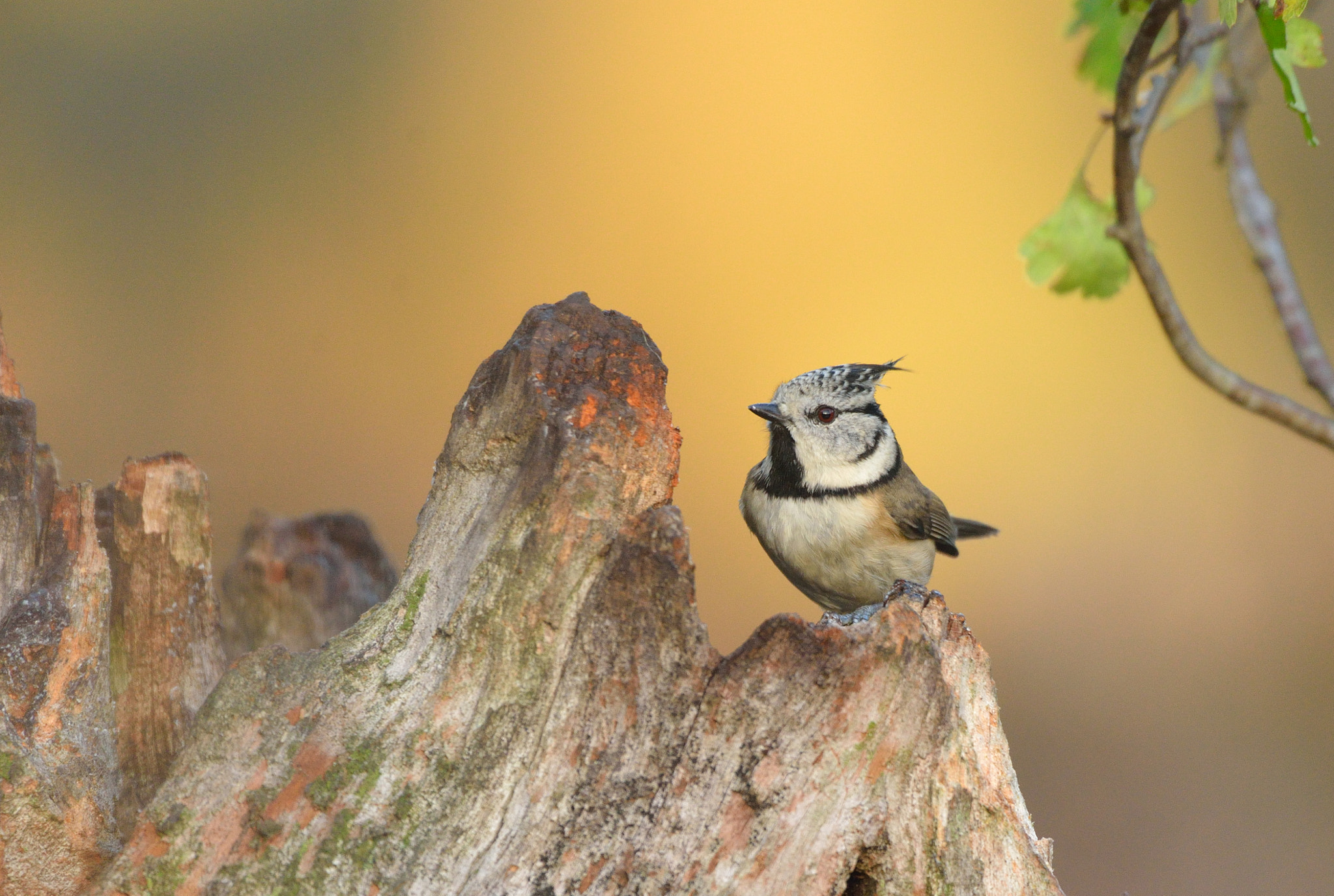 Nikon D600 + Nikon AF-S Nikkor 500mm F4G ED VR sample photo. Kuifmees photography