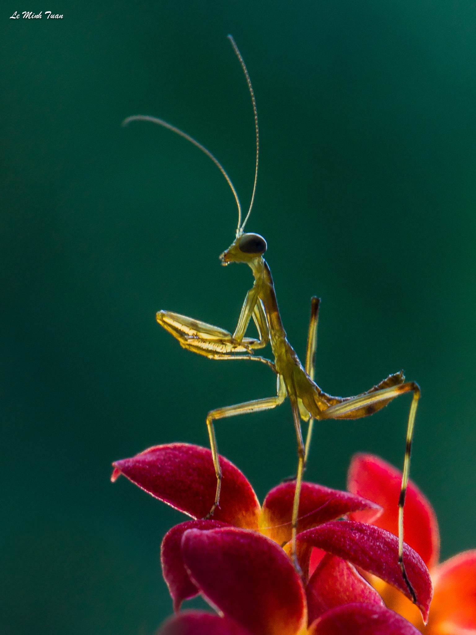 Sony Alpha NEX-7 + Sony E 55-210mm F4.5-6.3 OSS sample photo. A one day old warrior photography