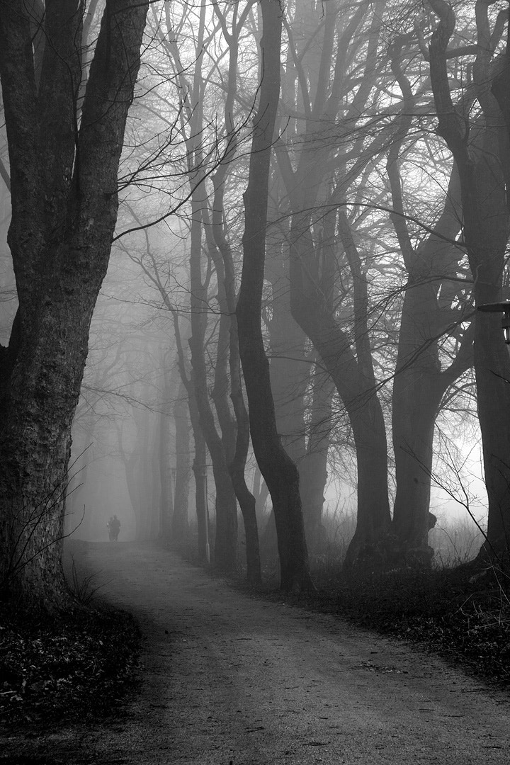 Canon EF 24-85mm F3.5-4.5 USM sample photo. Foggy morning run among old trees photography