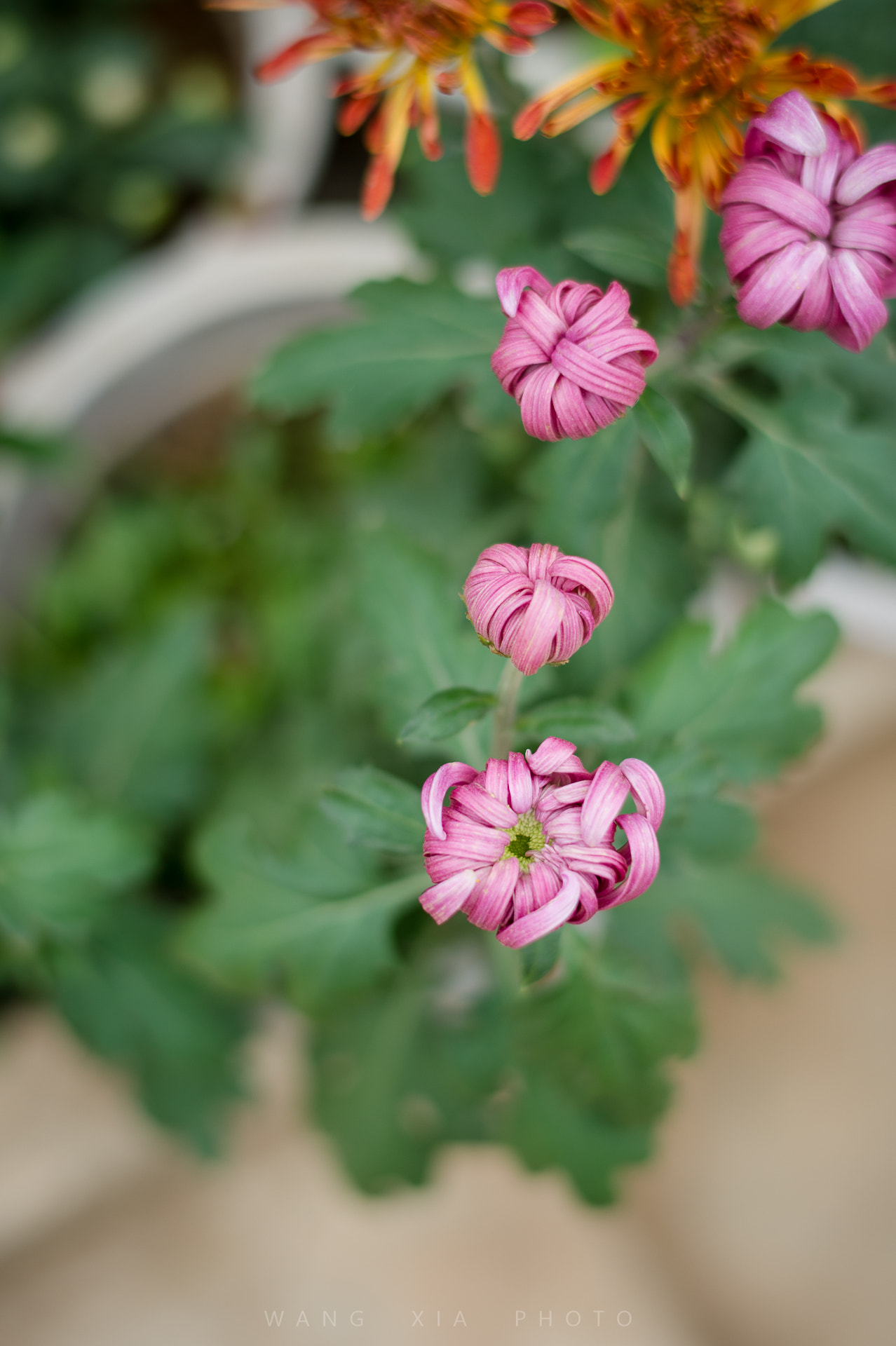 Nikon AF-S Nikkor 58mm F1.4G sample photo