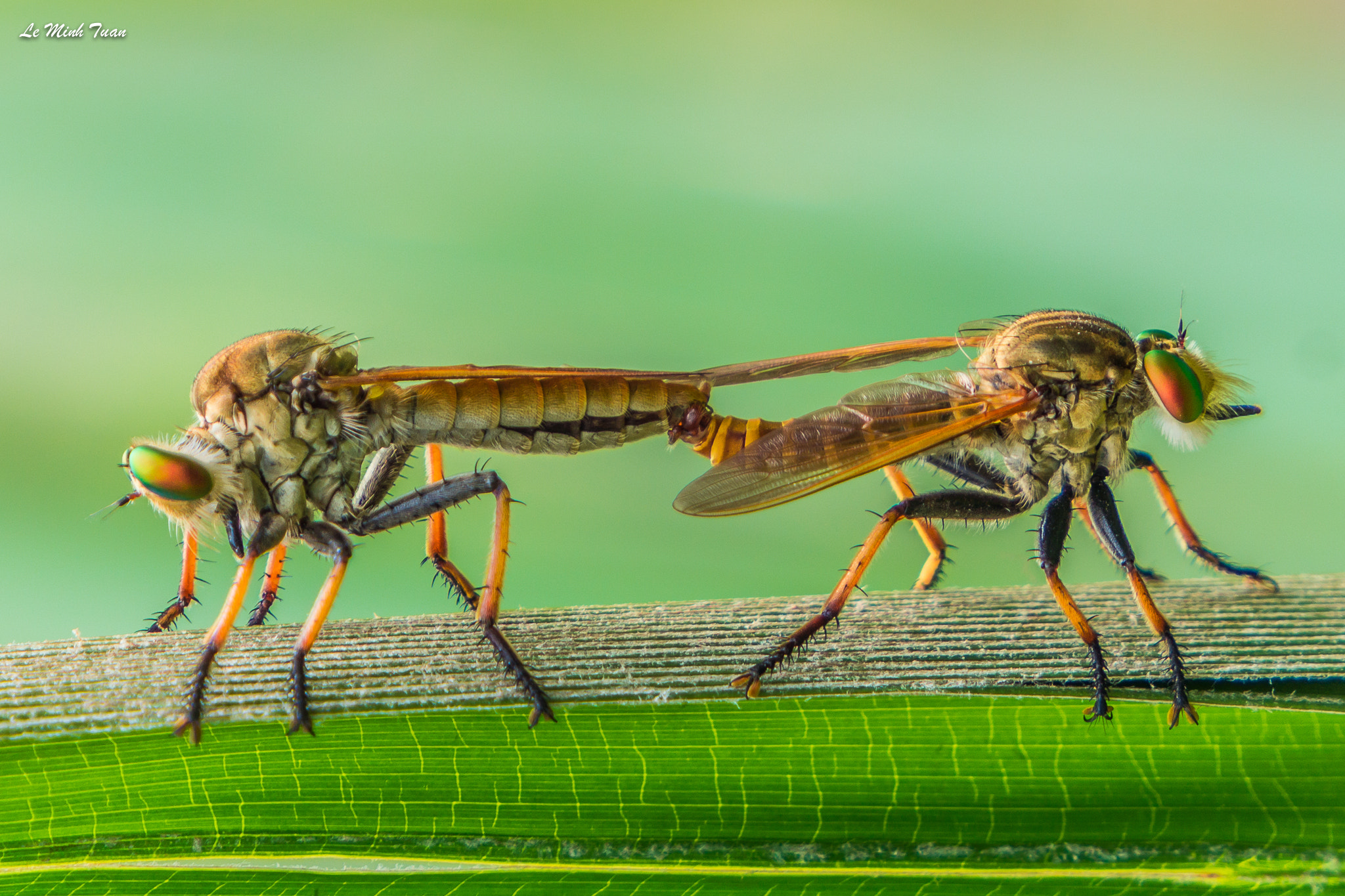 Sony Alpha NEX-7 sample photo. Robberflies mating photography