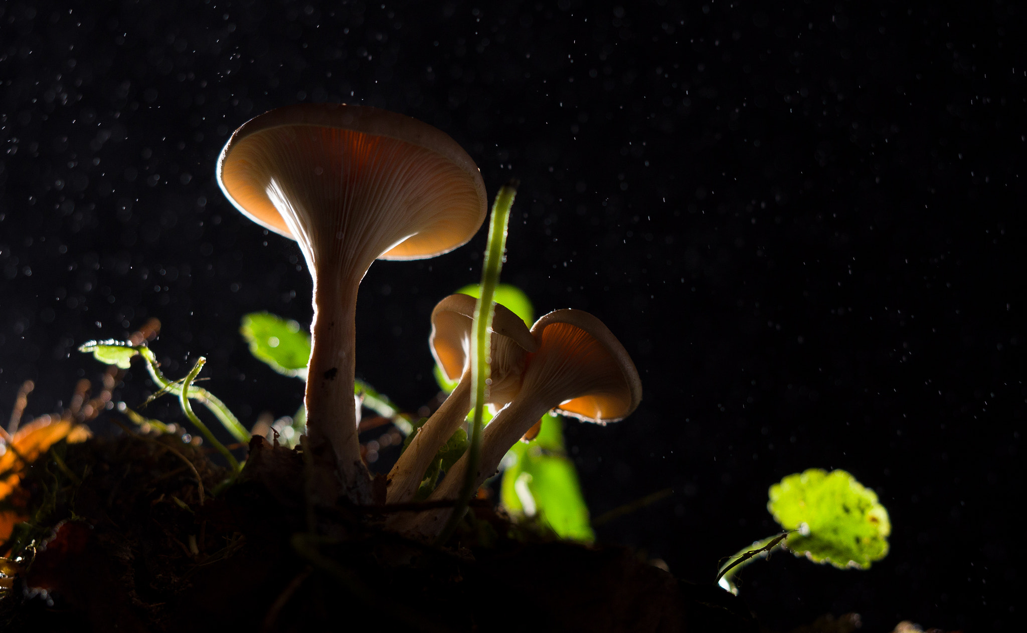 Panasonic Lumix DMC-GH4 + Olympus M.Zuiko Digital ED 60mm F2.8 Macro sample photo. Mushrooms backlight photography