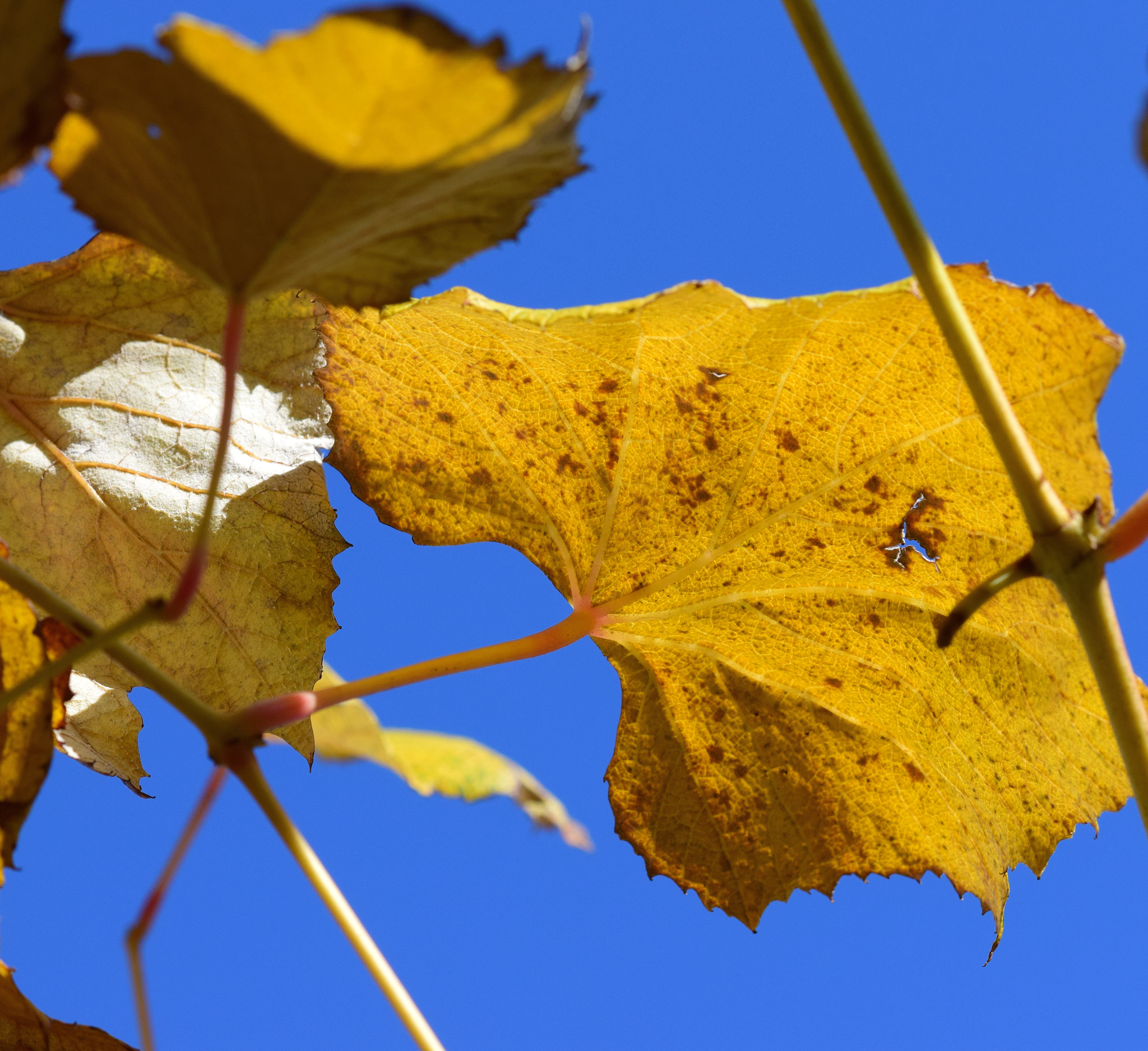 Nikon AF-S DX Micro-Nikkor 85mm F3.5G ED VR sample photo. Autumn yellow photography