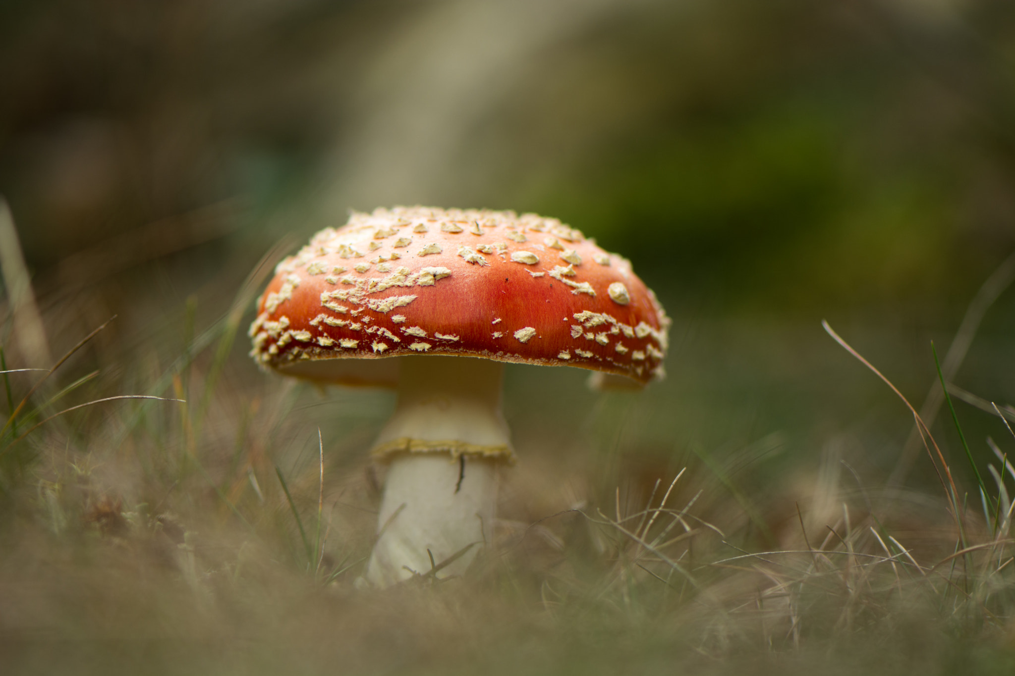 Nikon AF-S Micro-Nikkor 105mm F2.8G IF-ED VR sample photo. Amanita muscaria photography