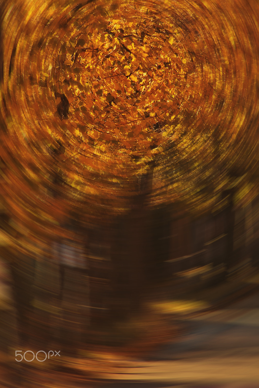 Canon EOS 7D Mark II sample photo. Autumn leaves twisted photography