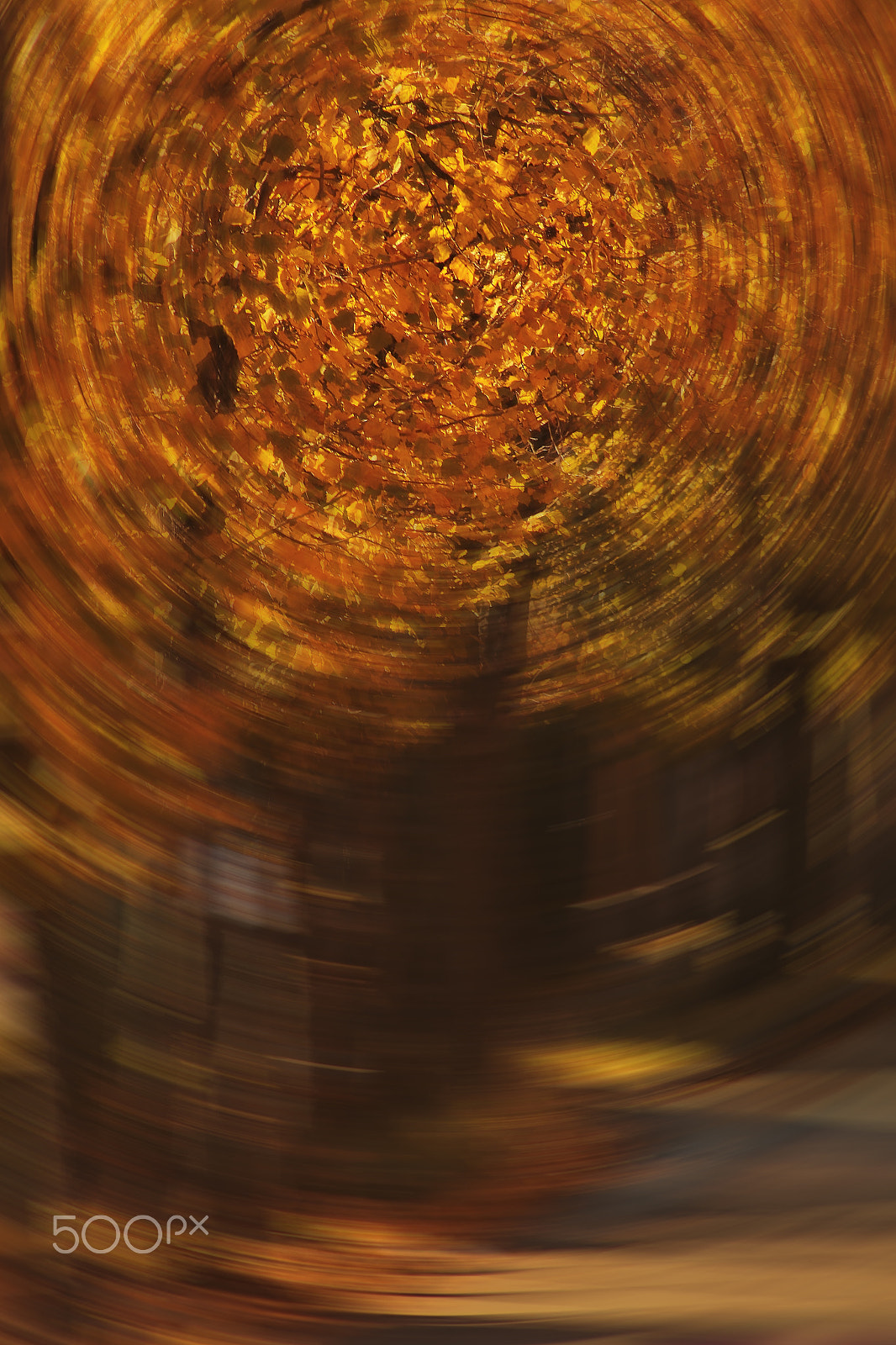 Canon EF 90-300mm F4.5-5.6 USM sample photo. Autumn leaves twisted photography