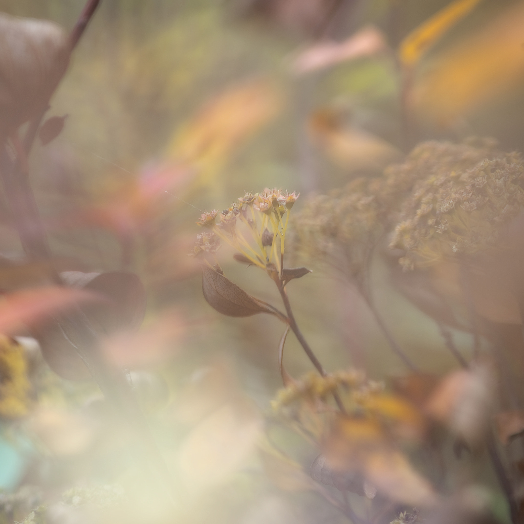 Nikon D3 sample photo. Herfst kleuren photography