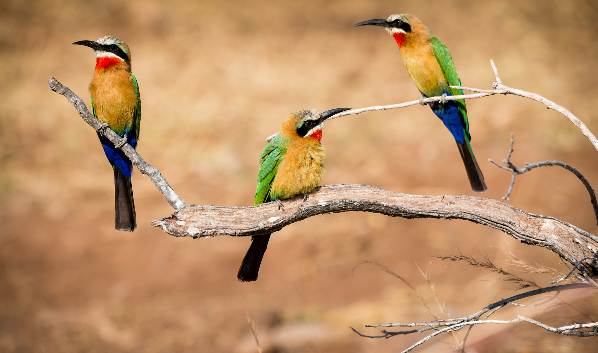 Sigma 50-500mm F4.5-6.3 DG OS HSM sample photo. Birds of color photography
