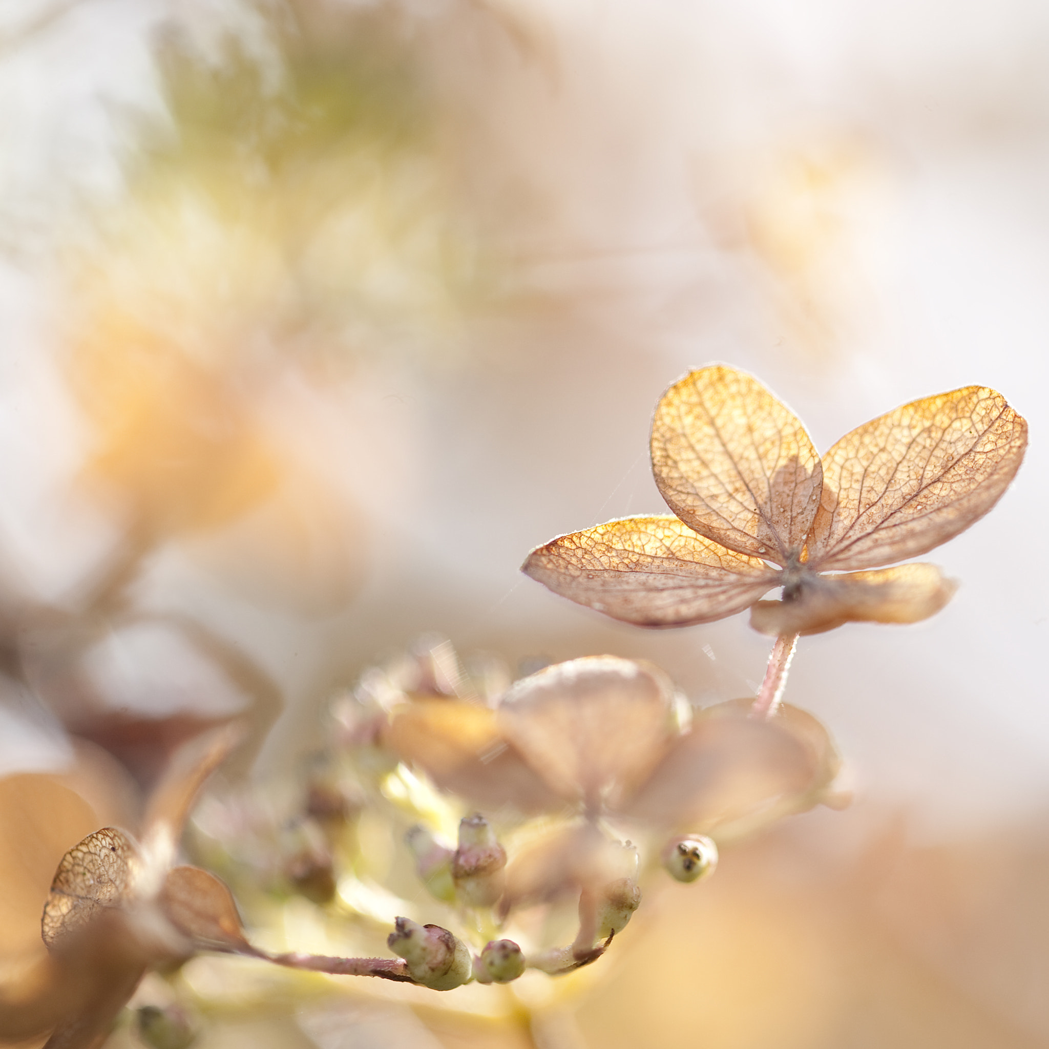 Nikon D3 sample photo. Op zoek naar licht photography