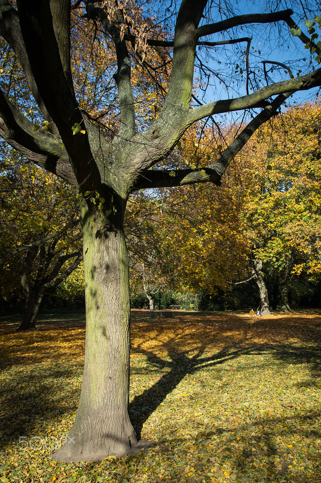 Sony SLT-A57 sample photo. Autumn in berlin photography