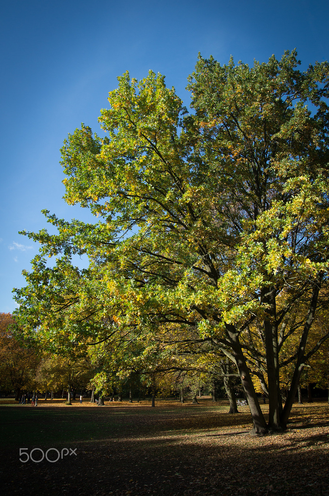 Sony SLT-A57 sample photo. Autumn in berlin photography