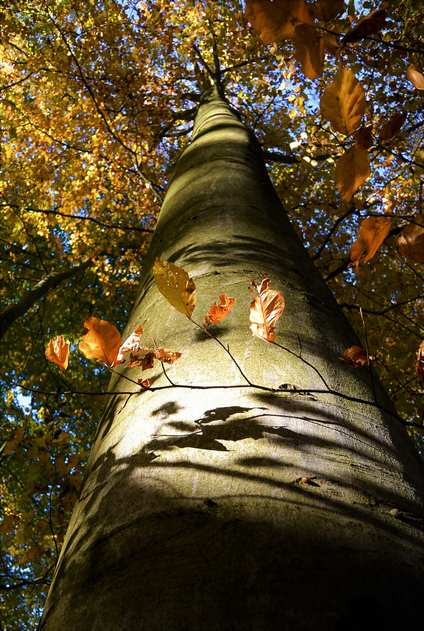 Nikon 1 Nikkor 11-27.5mm F3.5-5.6 sample photo. Shadows... photography