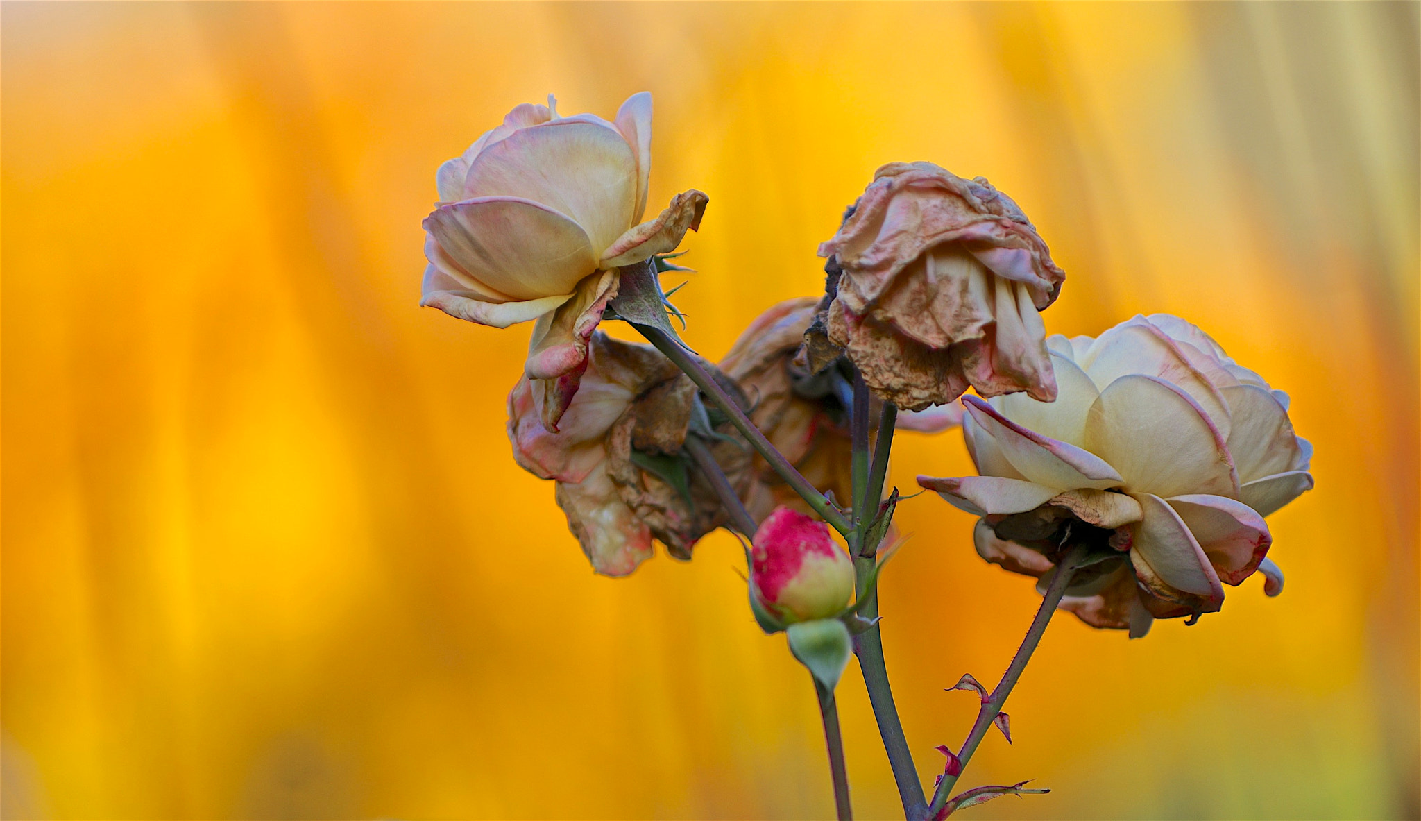 Pentax smc DA* 50-135mm F2.8 ED (IF) SDM sample photo. Roses in the field photography