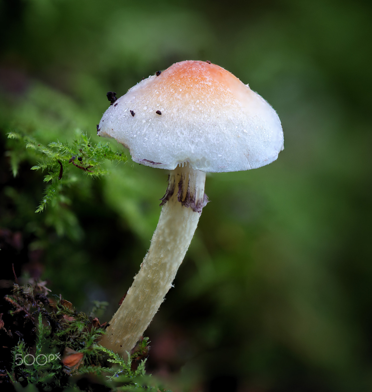 Nikon D800 sample photo. Sulphur tuft (hypholoma fasciculare) photography