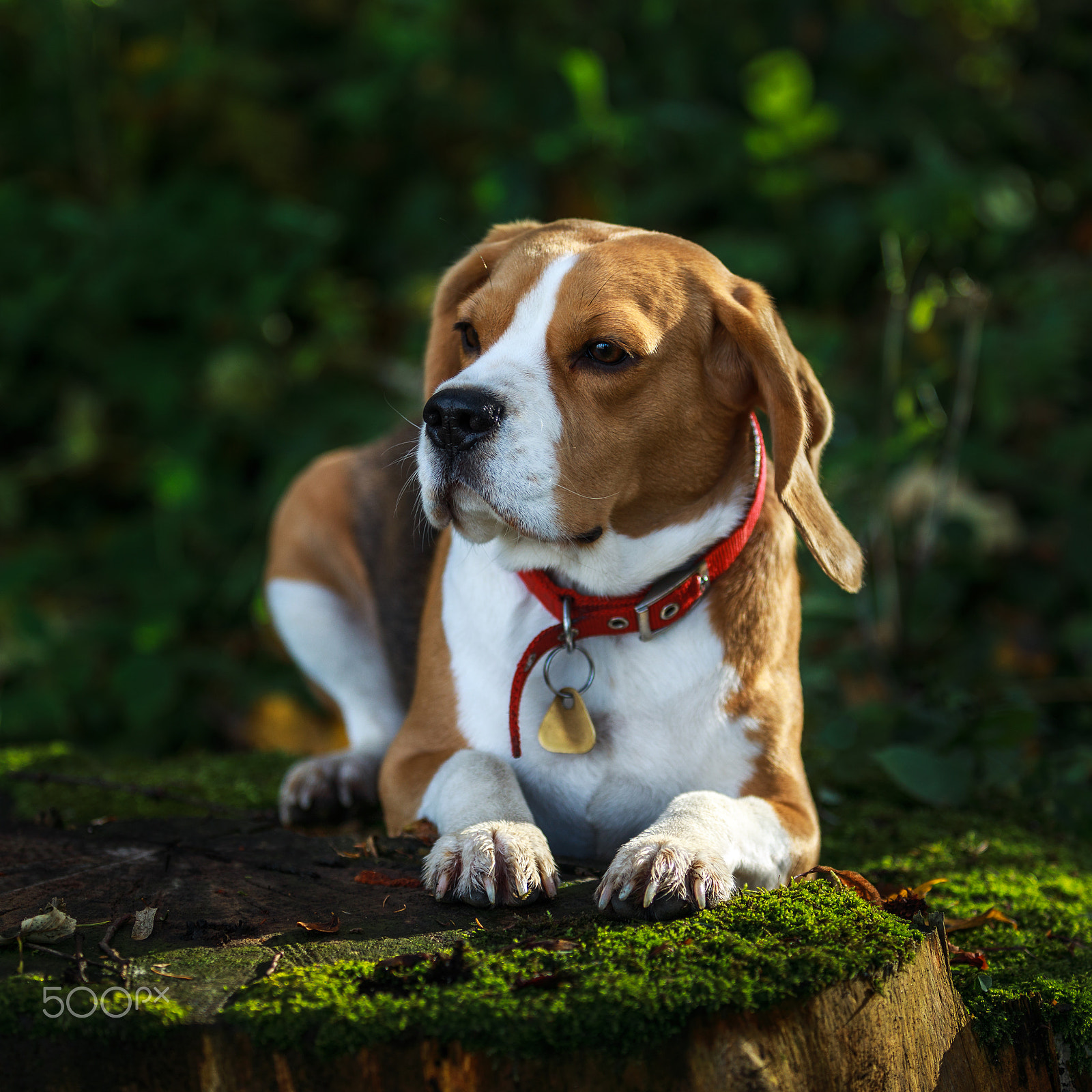 Canon EF 70-200mm F2.8L USM sample photo. Relax time photography