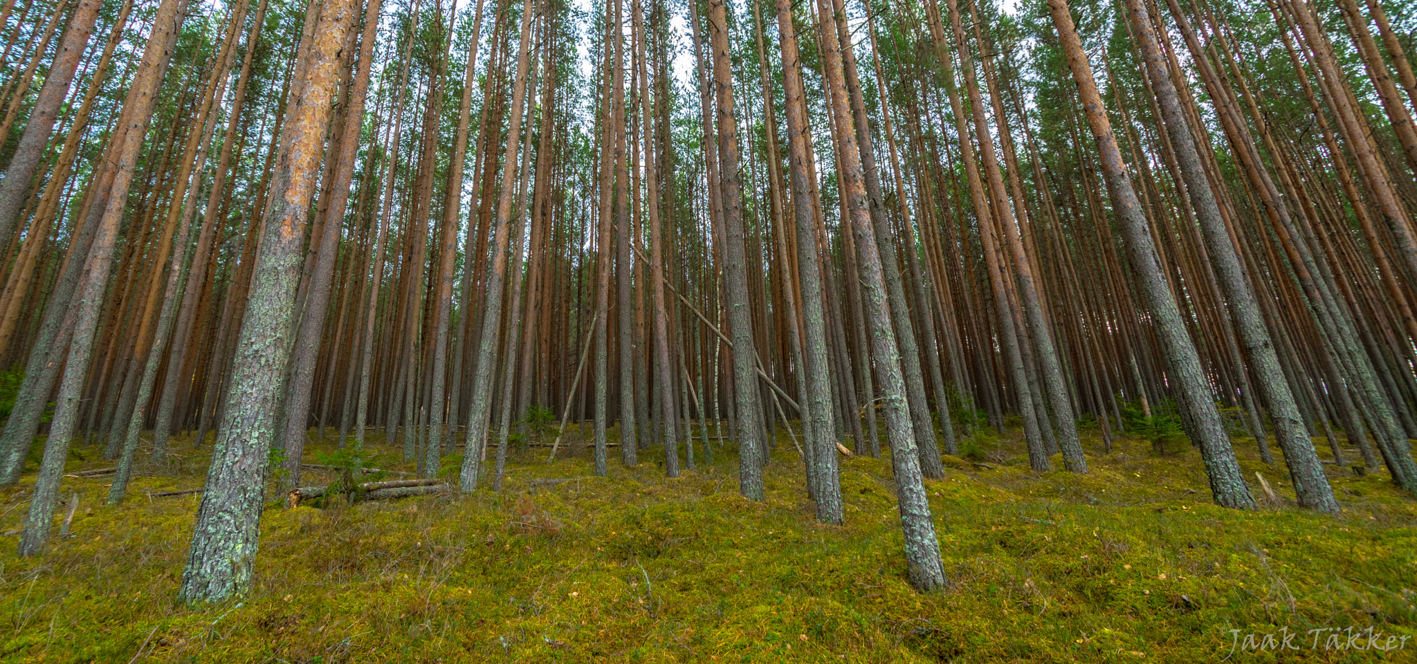 Pentax K-3 sample photo. Forest is behind the trees photography