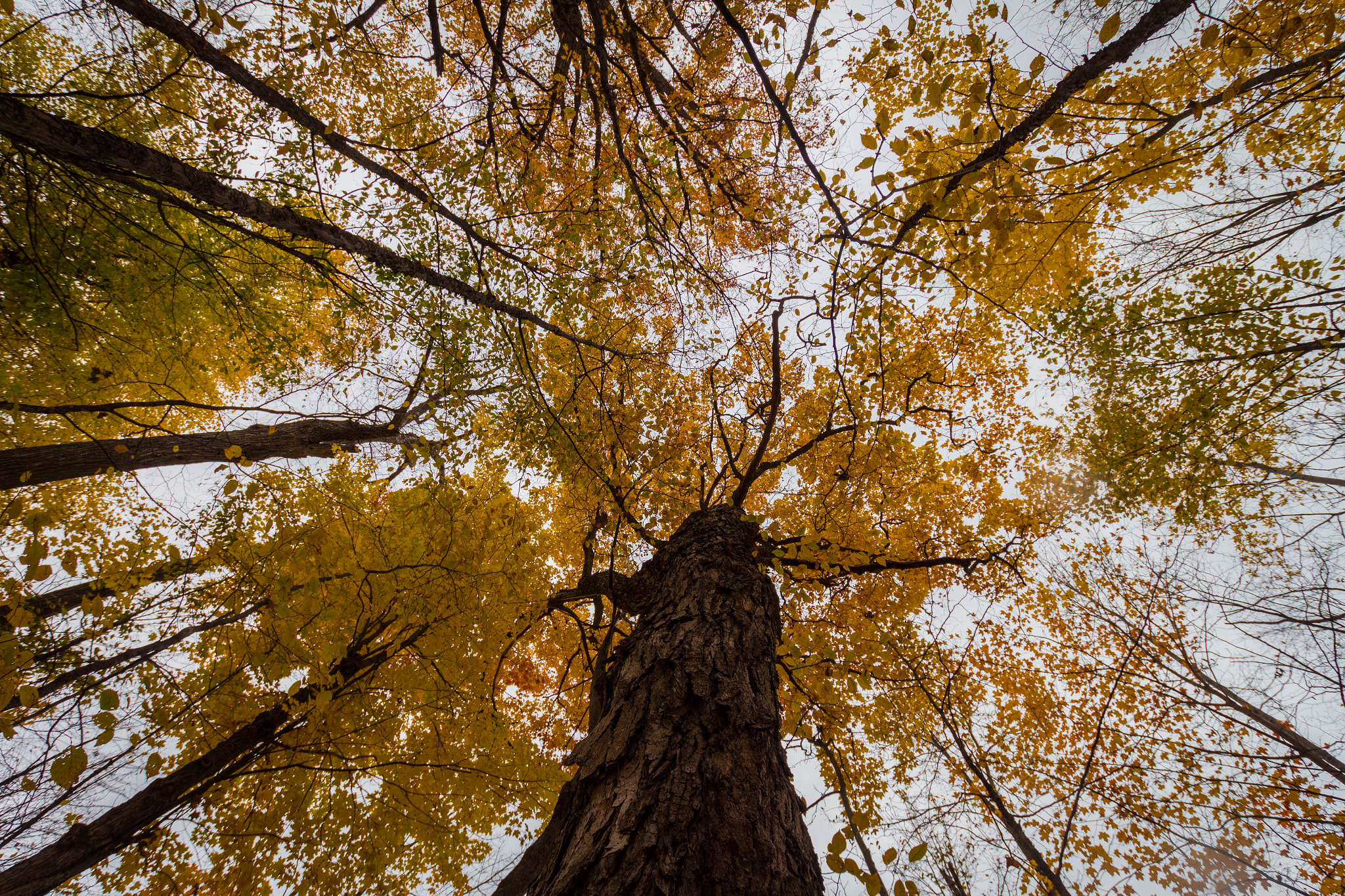 Sigma 10-20mm F3.5 EX DC HSM sample photo. Fall photography