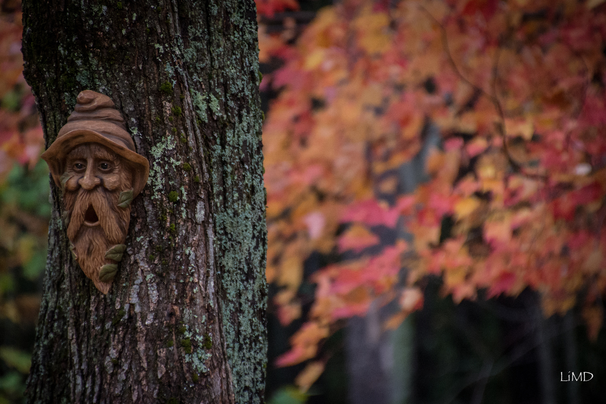 Nikon D600 sample photo. Tree troll photography